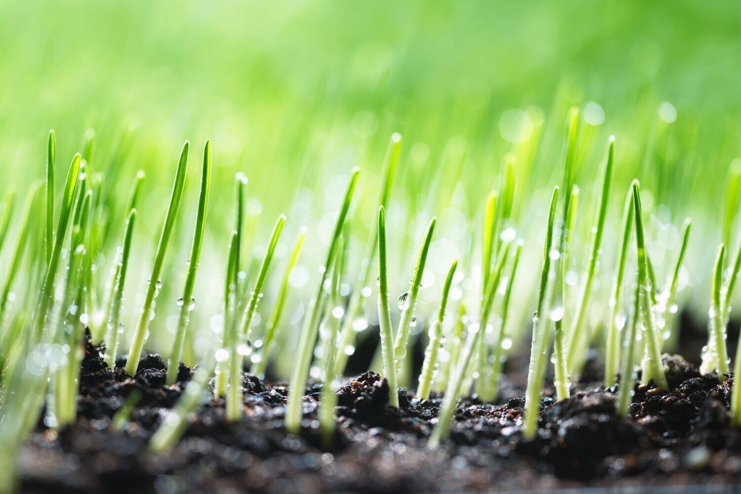 Spring Revitalization Package