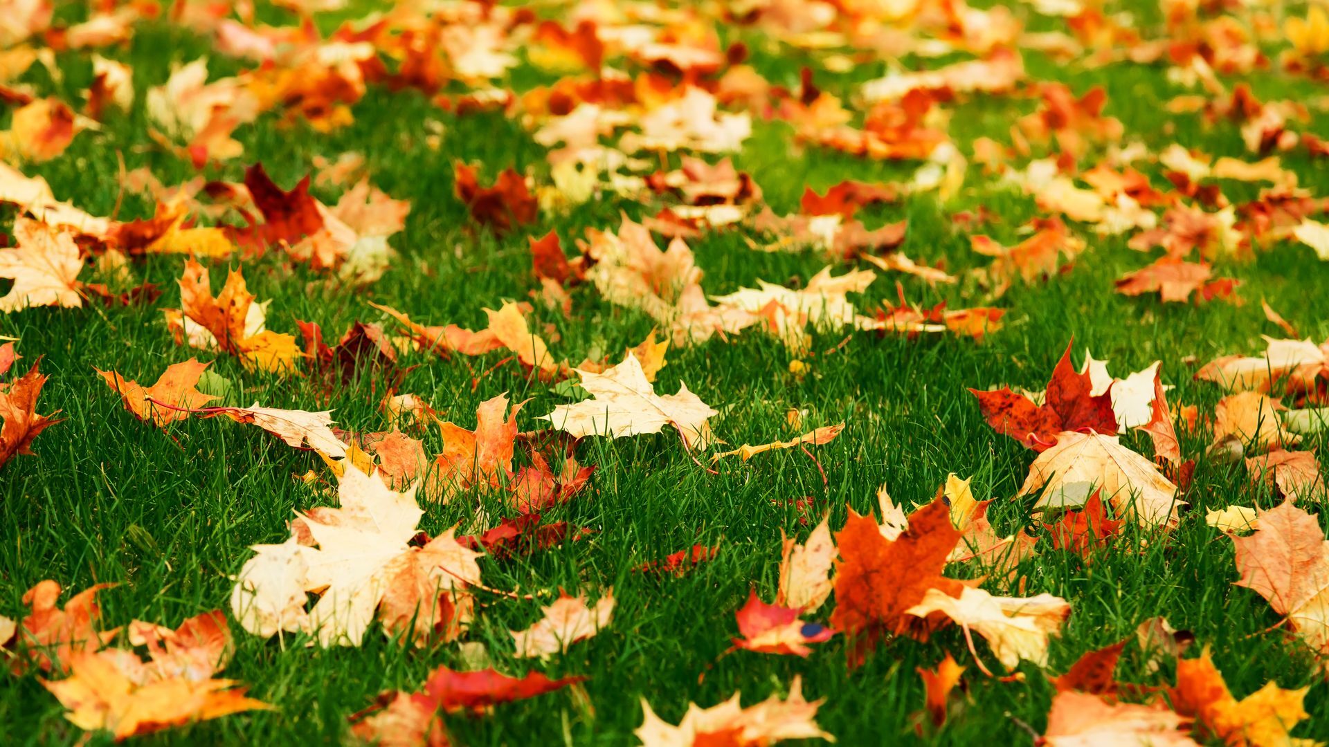 Fall Rejuvenation Package