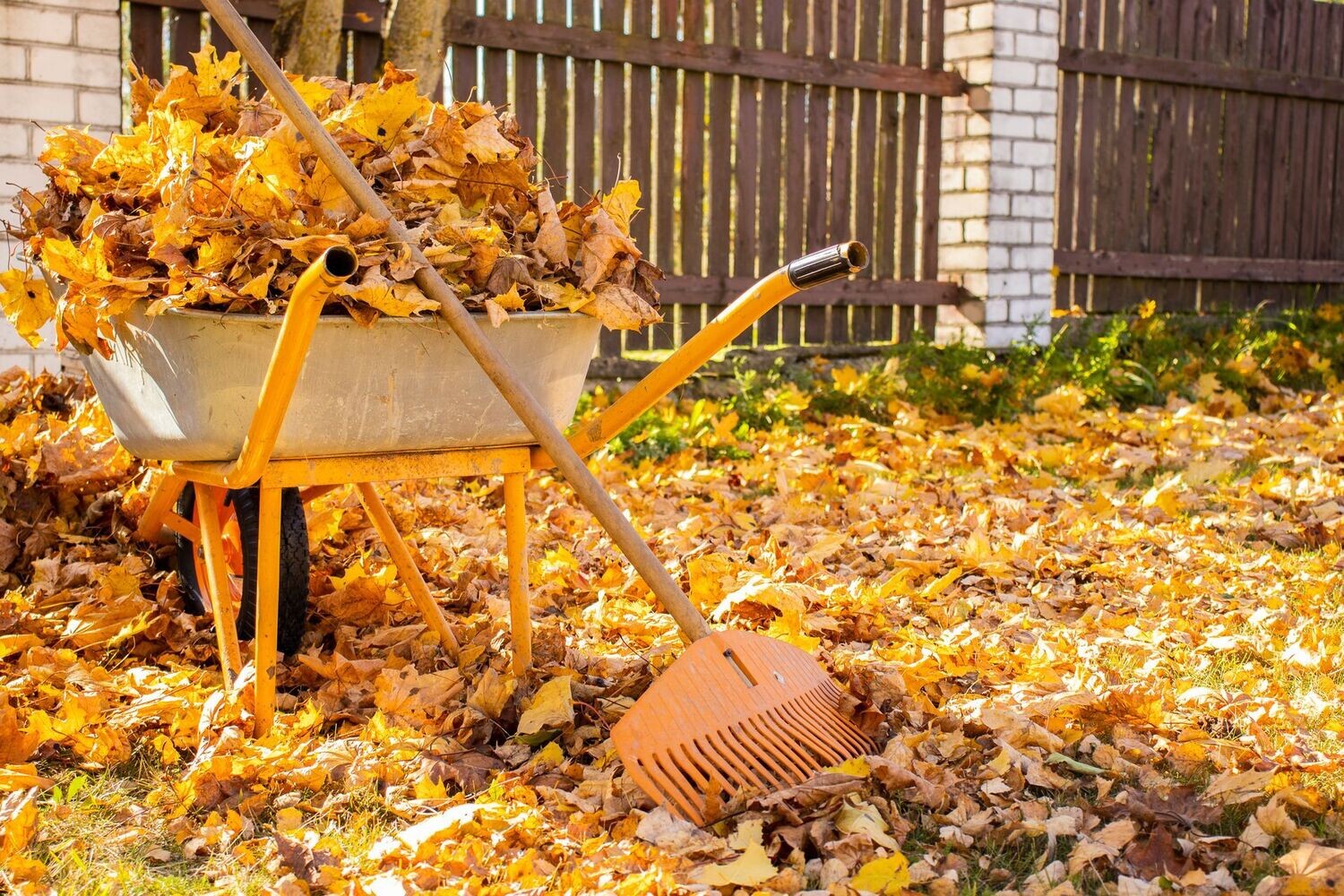 Fall Cleanup