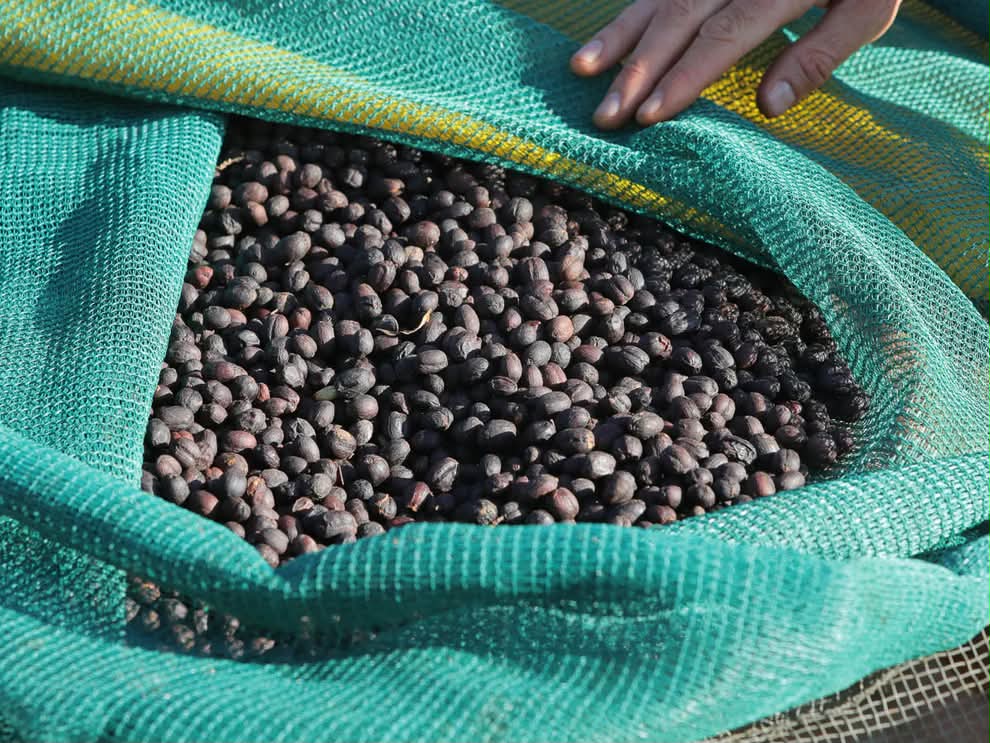  Ethiopia Dry Process Buku Abel (1LB)