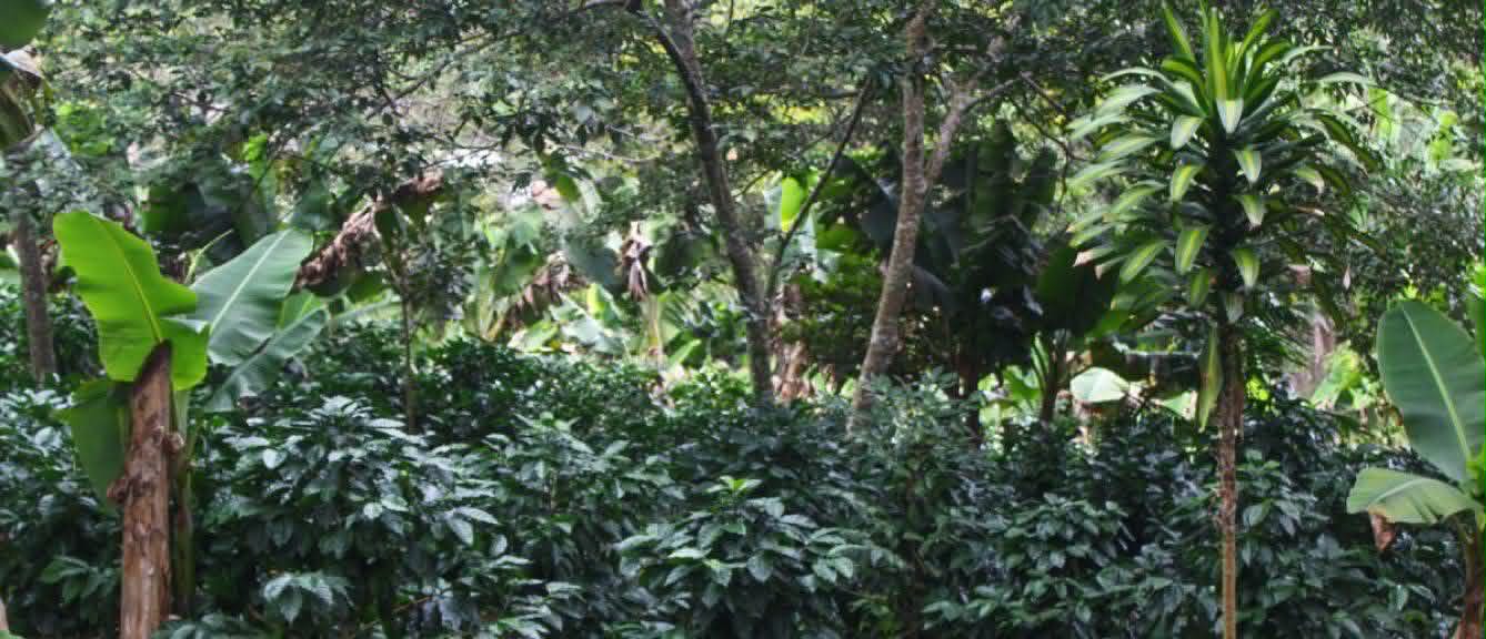 Honduras FTO Marcala WP Decaf (1LB)