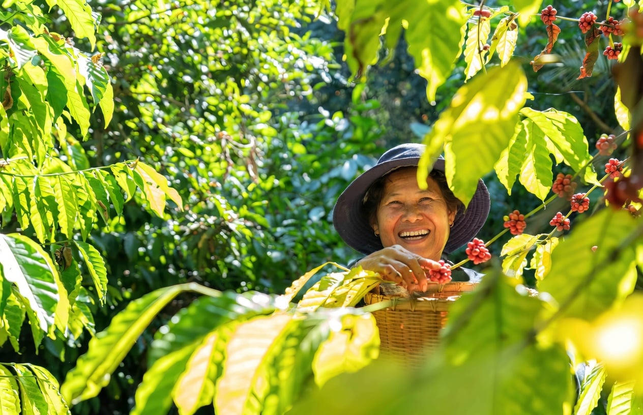 Bali Kintimani Highlands Missionary Beans (1LB)