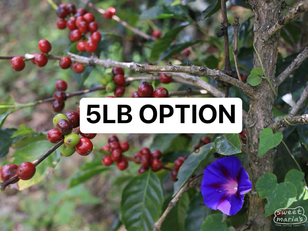 Colombia Buesaco EA Decaf (5LB)