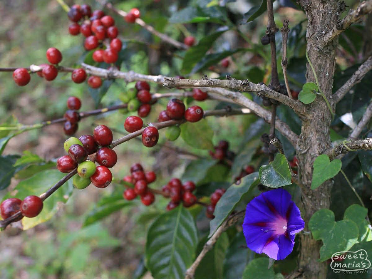 Colombia Buesaco EA Decaf (1LB)