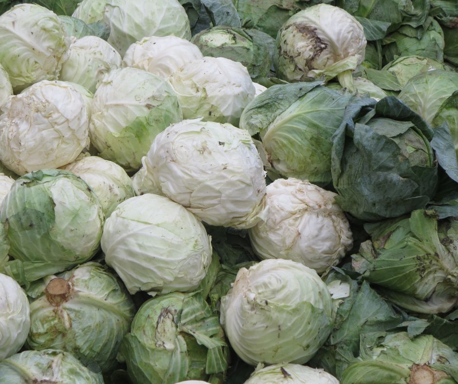 Cabbage Rescue