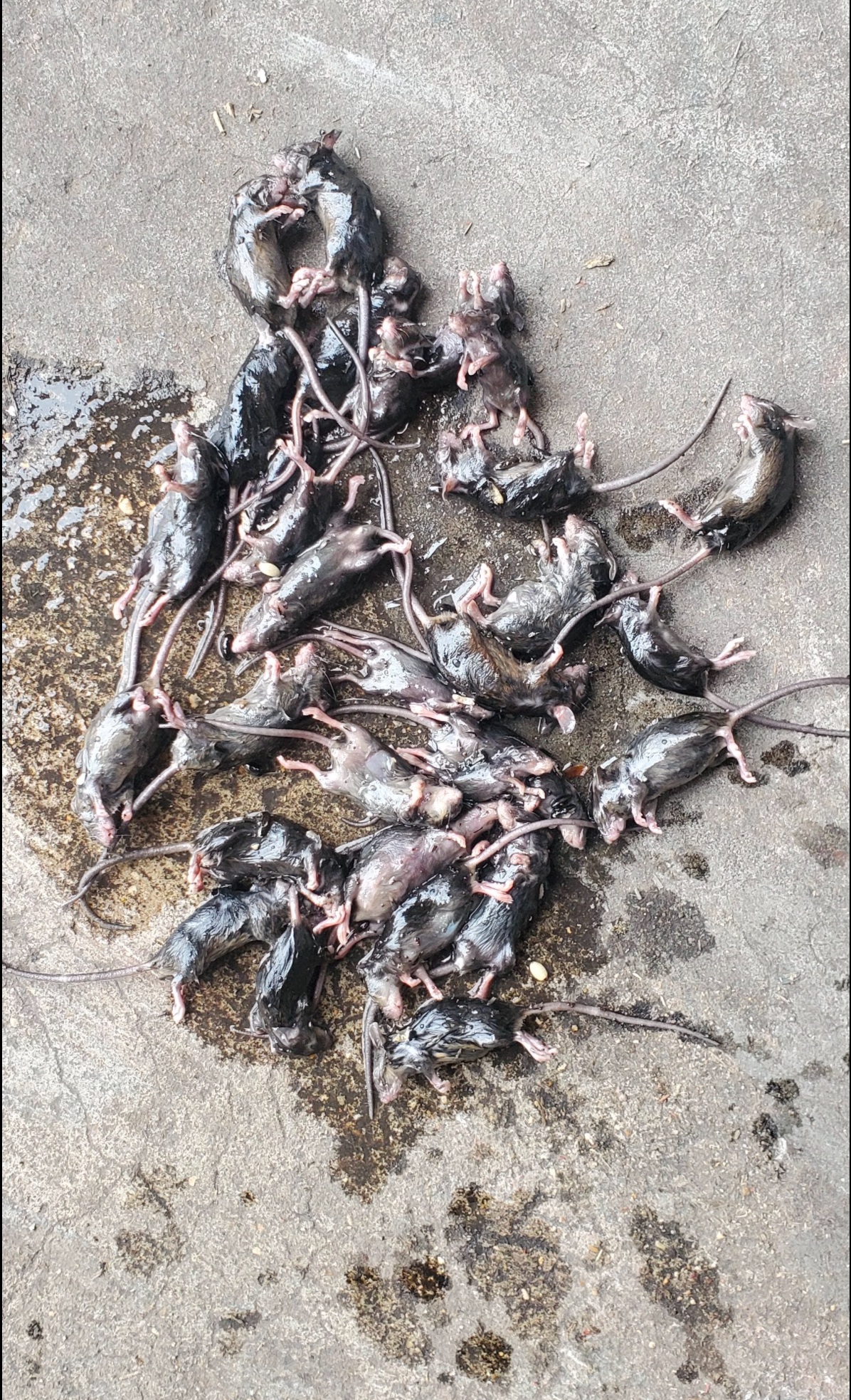 EKOMILLE appareil dératisation