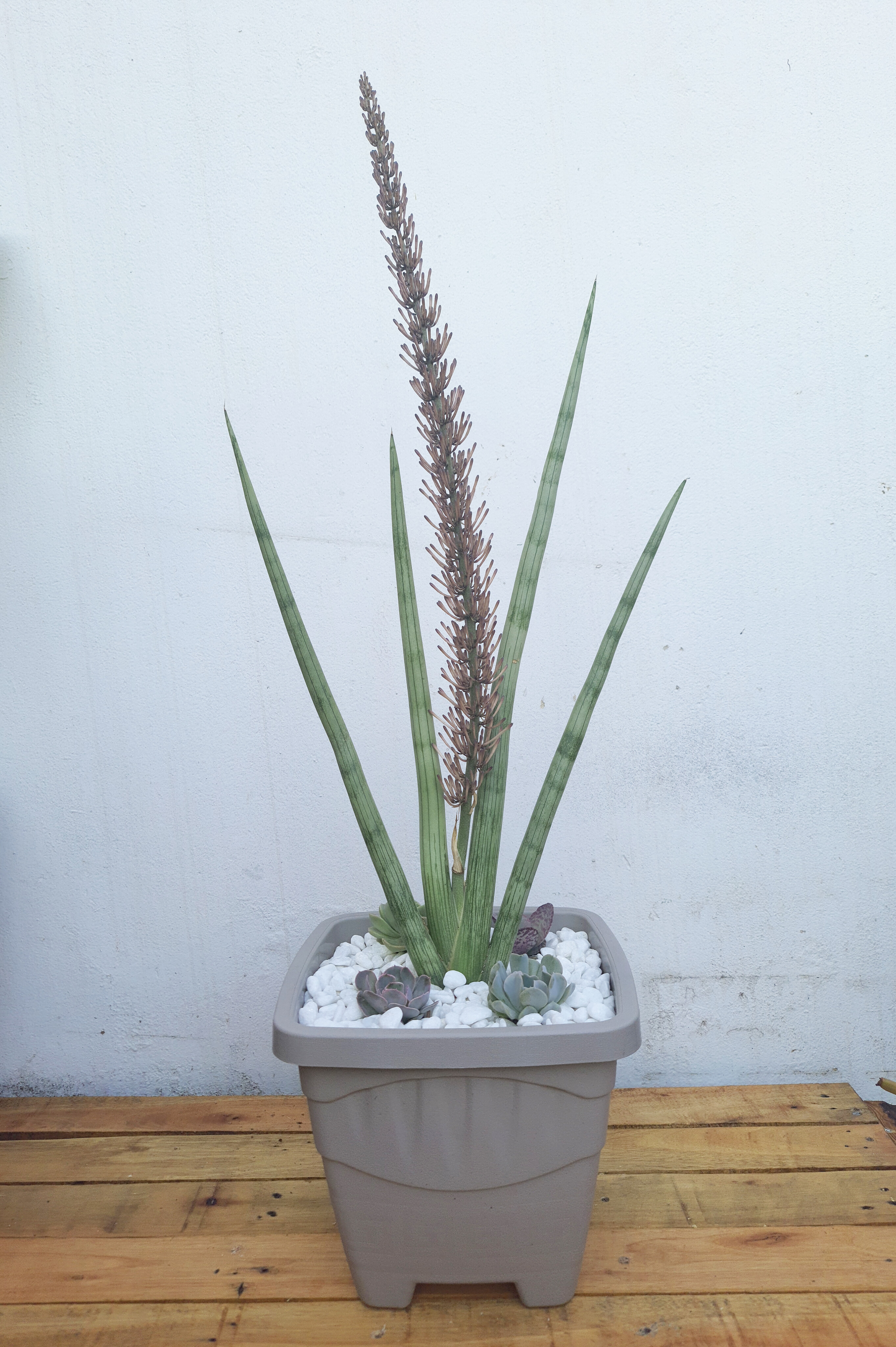 4 Suculentas com Lança de São Jorge