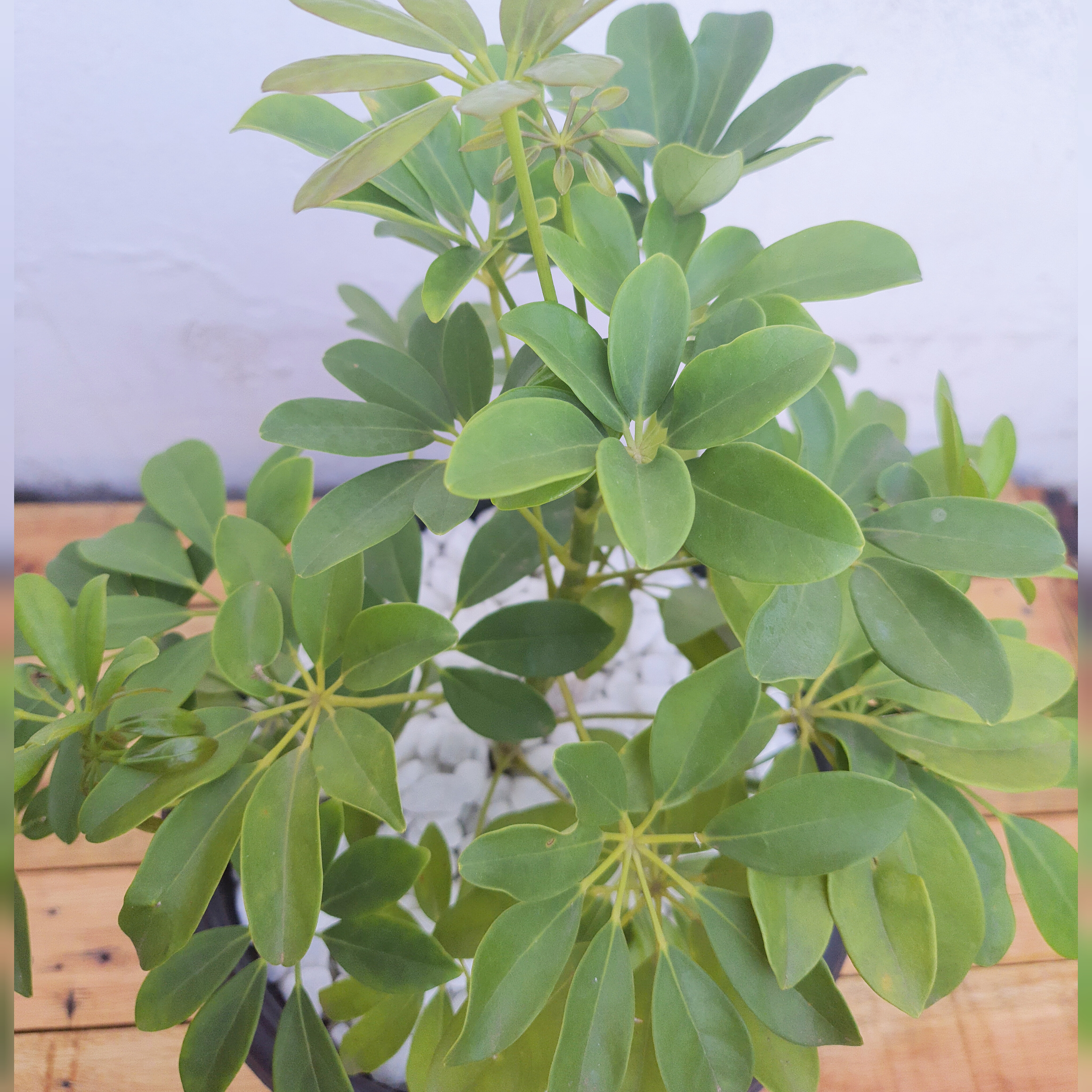 Schefflera