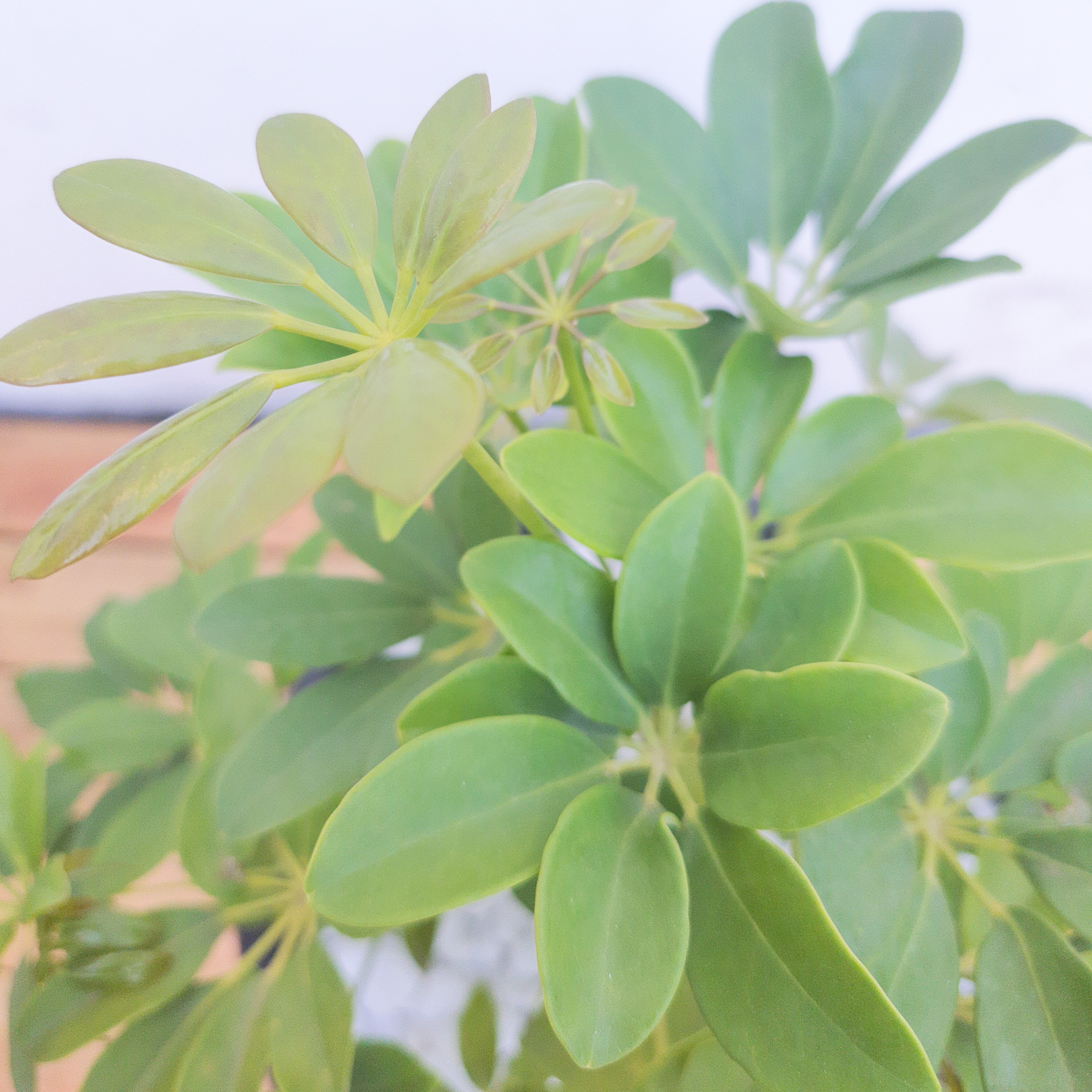 Schefflera