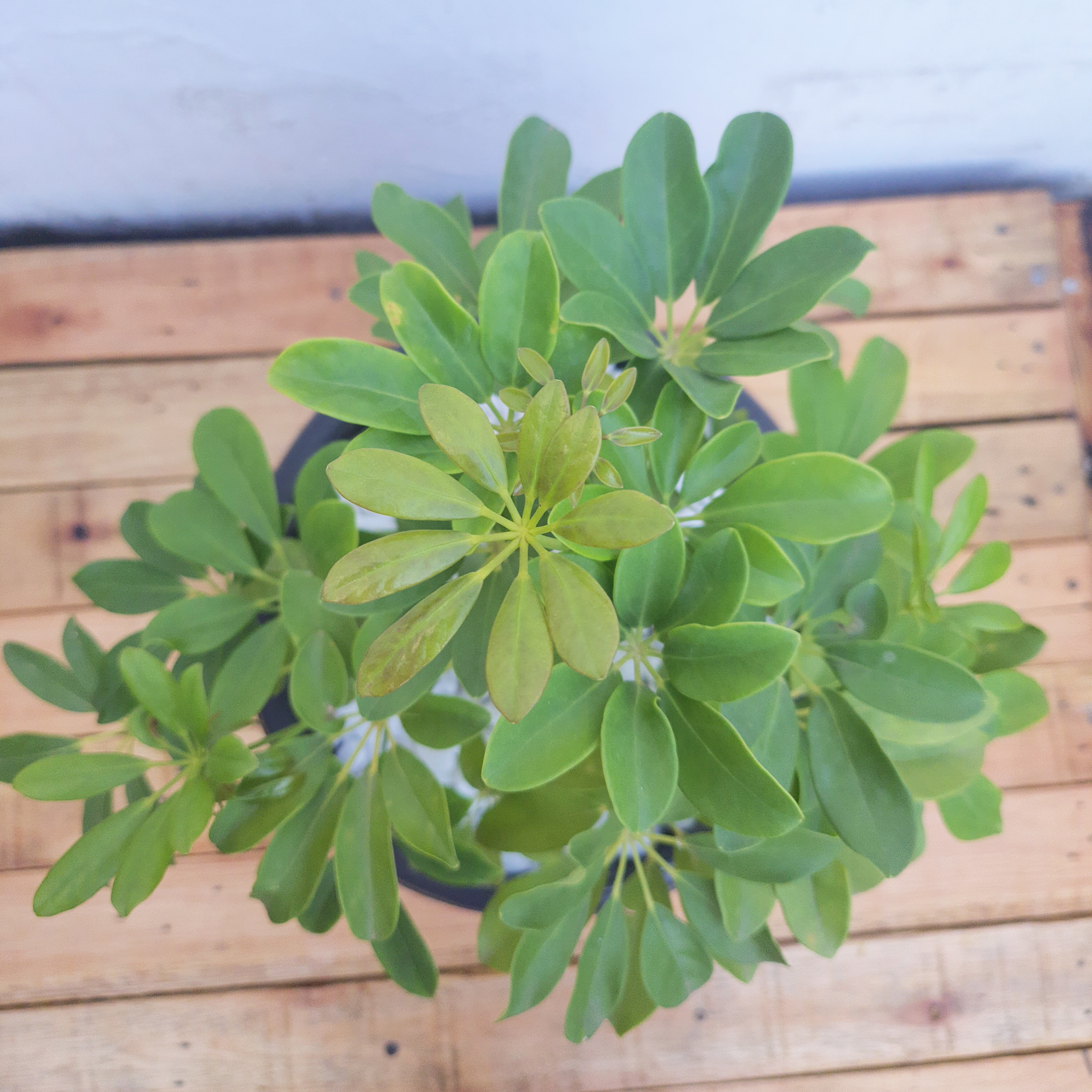 Schefflera