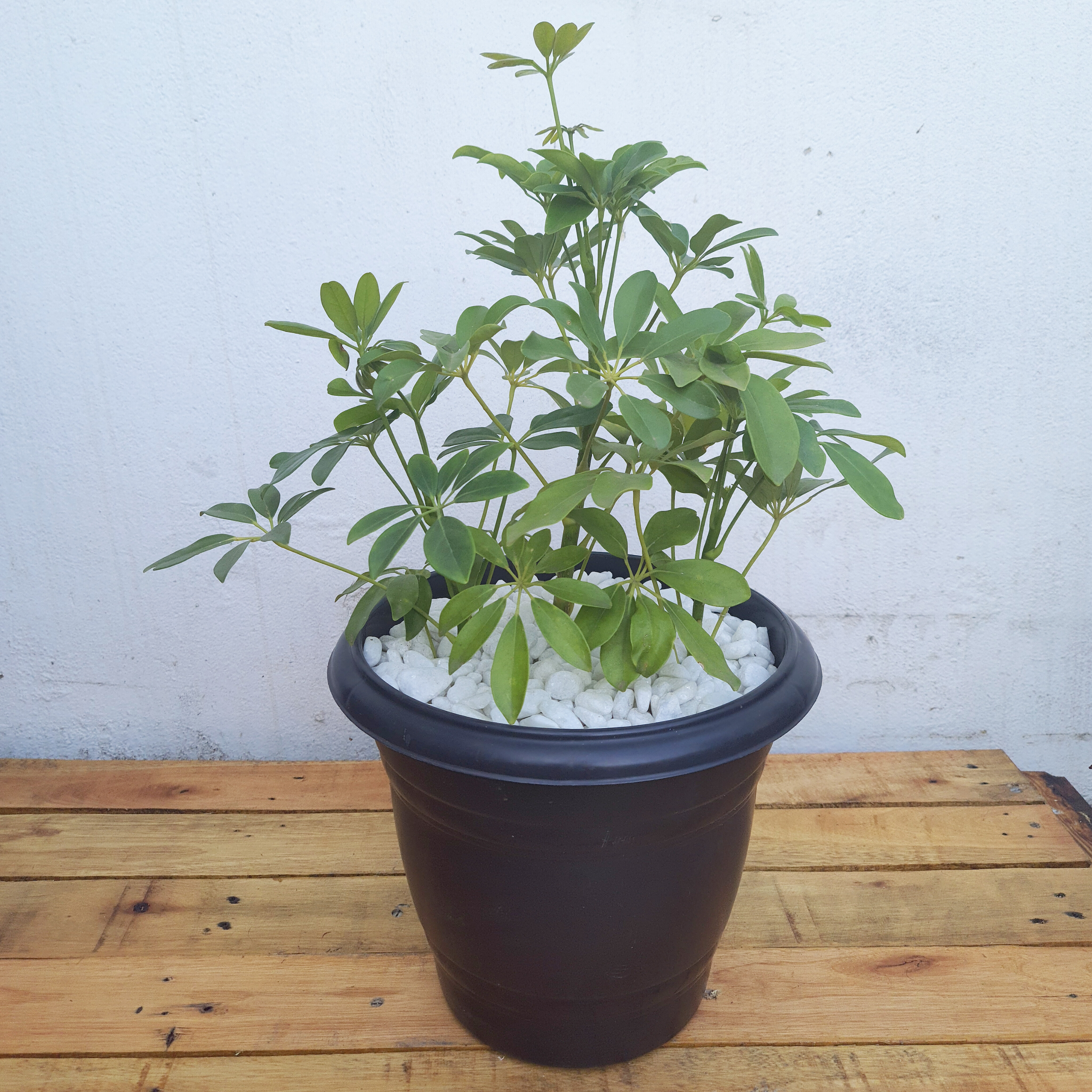Schefflera