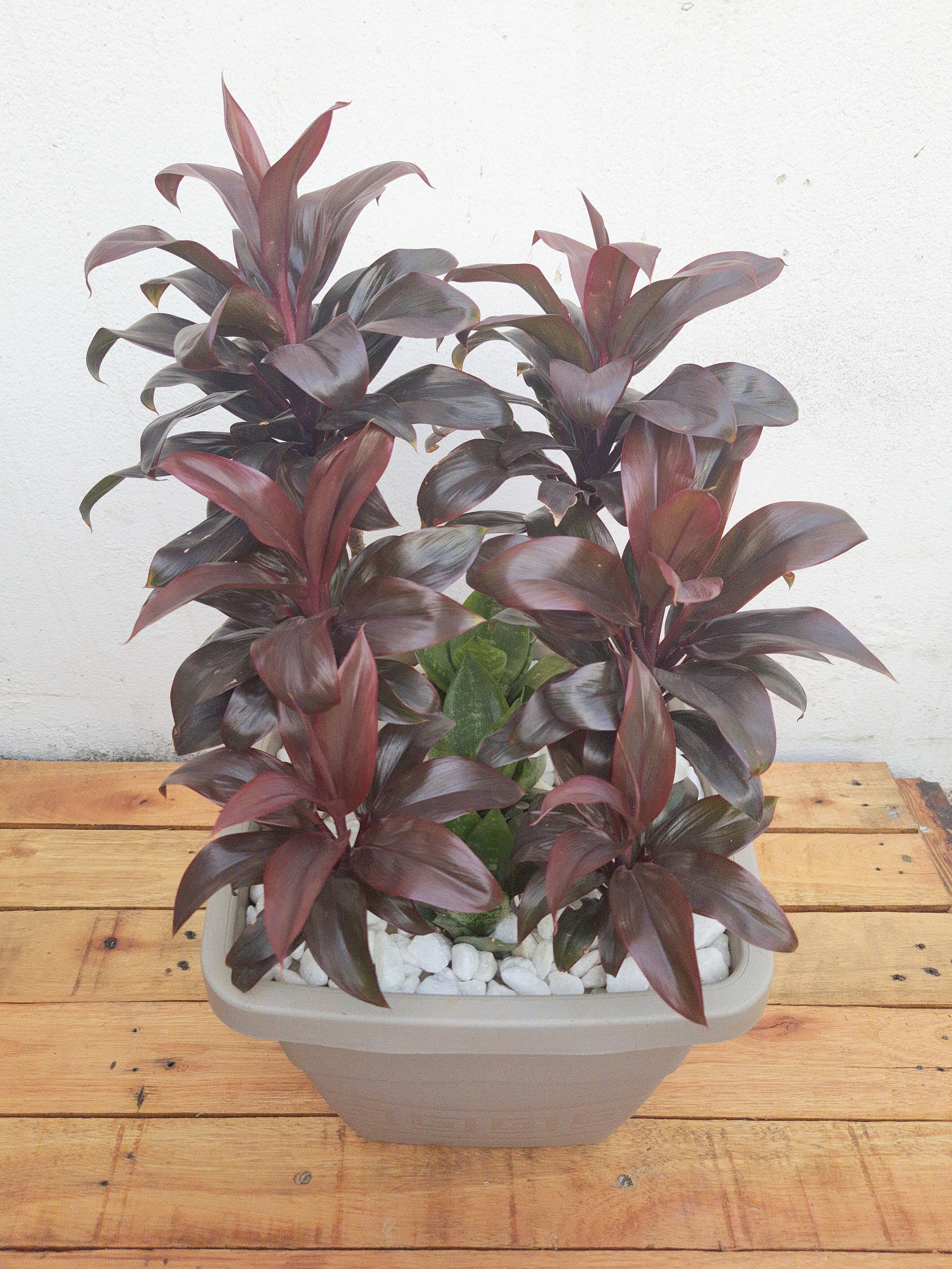 Dracena Baby Chocolate com Mini espada de São Jorge