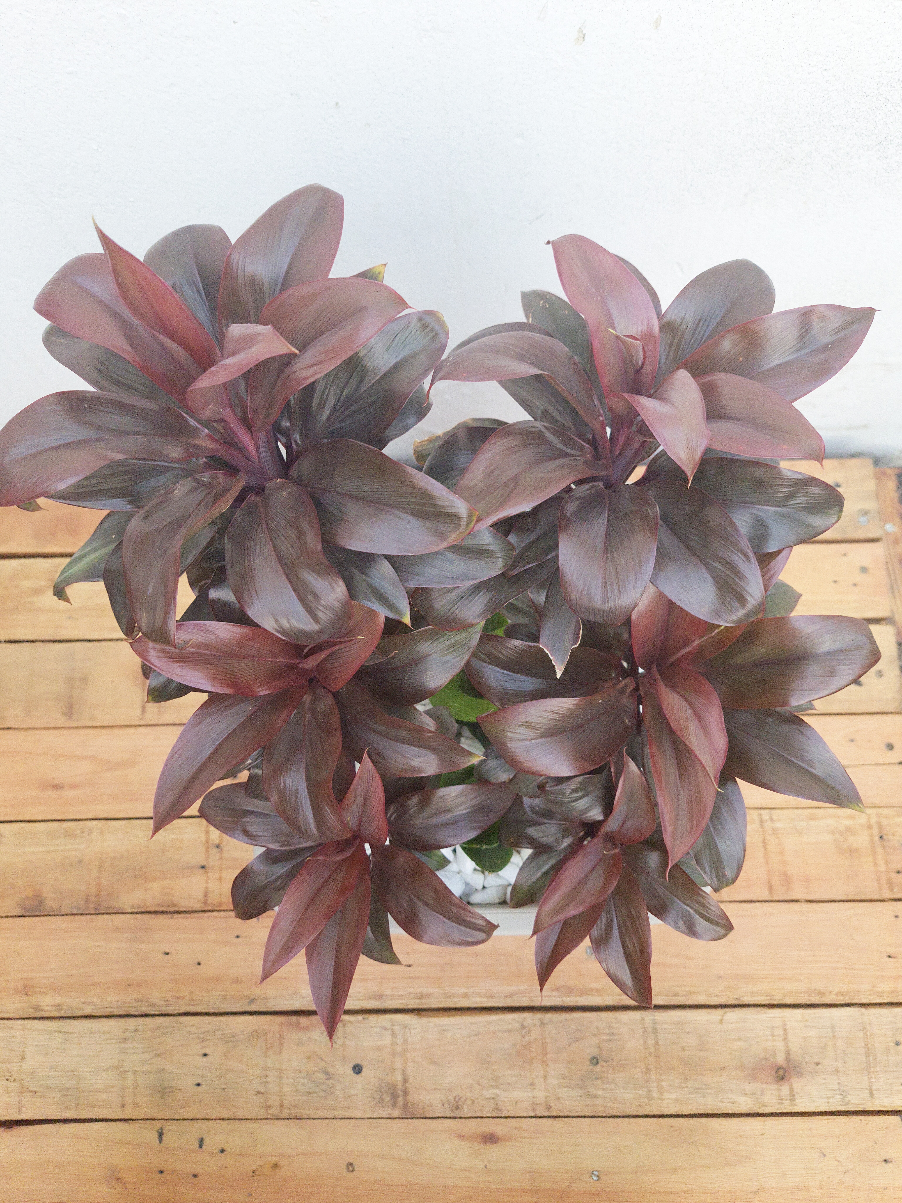 Dracena Baby Chocolate com Mini espada de São Jorge