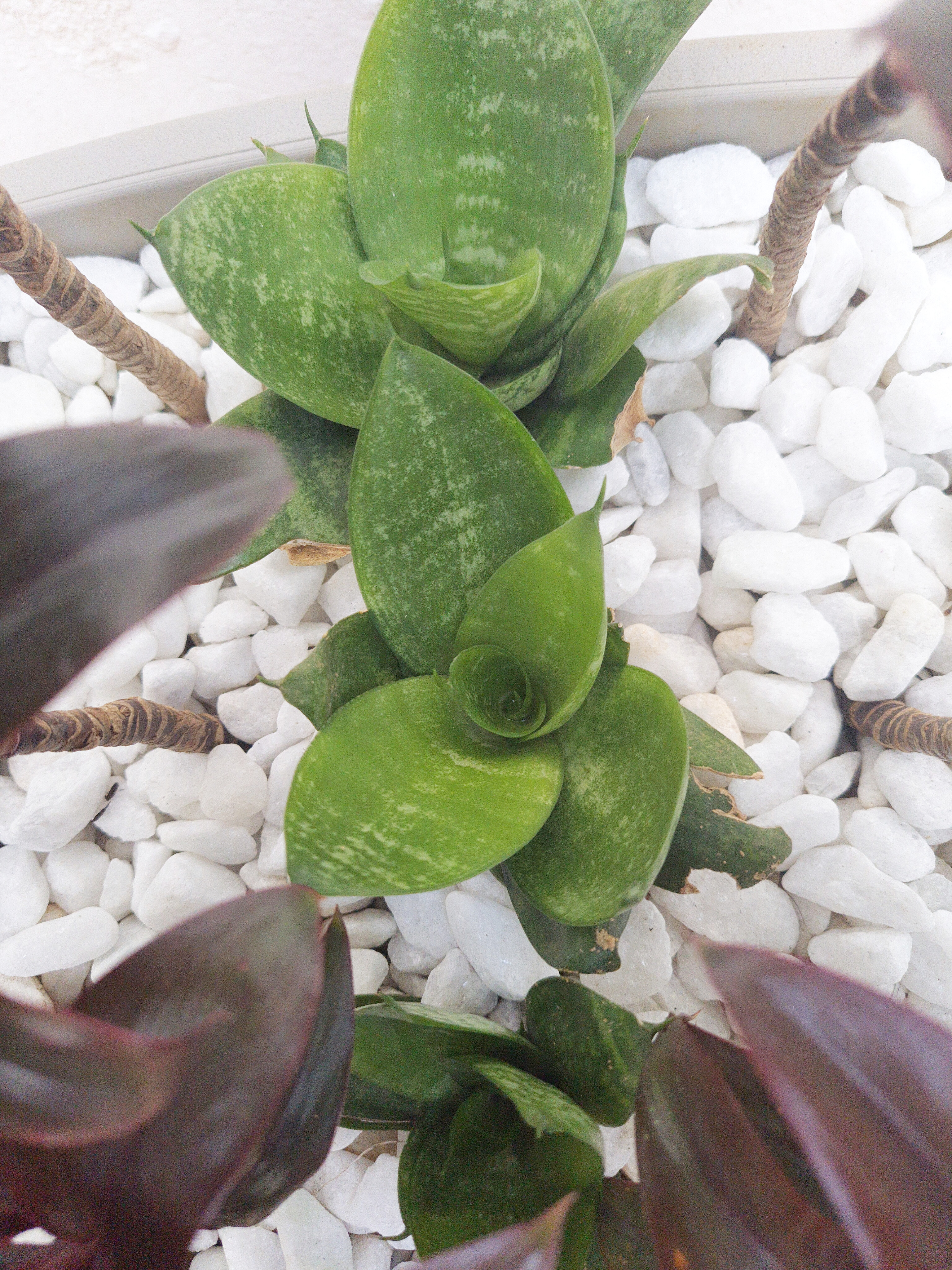 Dracena Baby Chocolate com Mini espada de São Jorge
