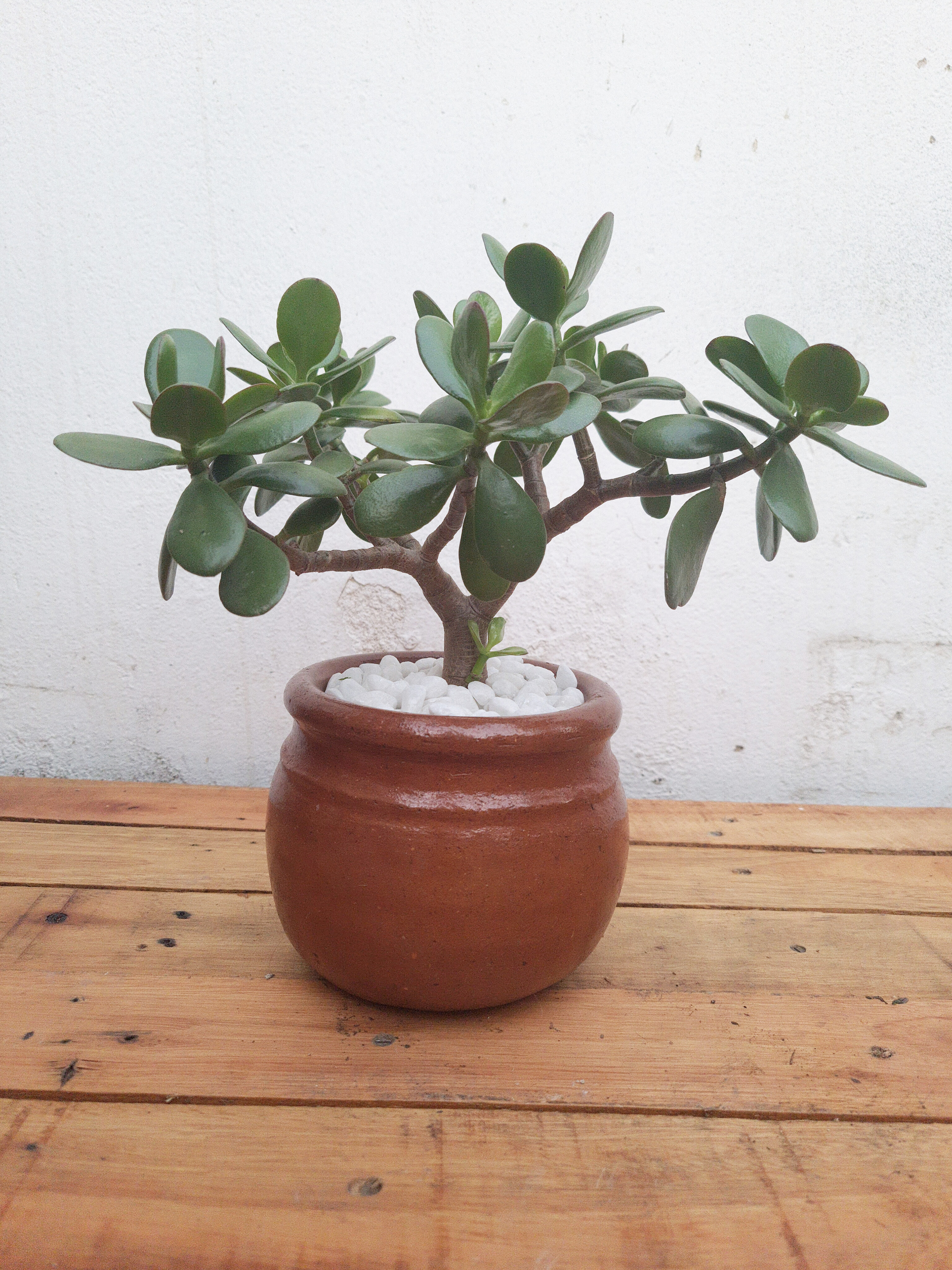 Jade no vaso de barro