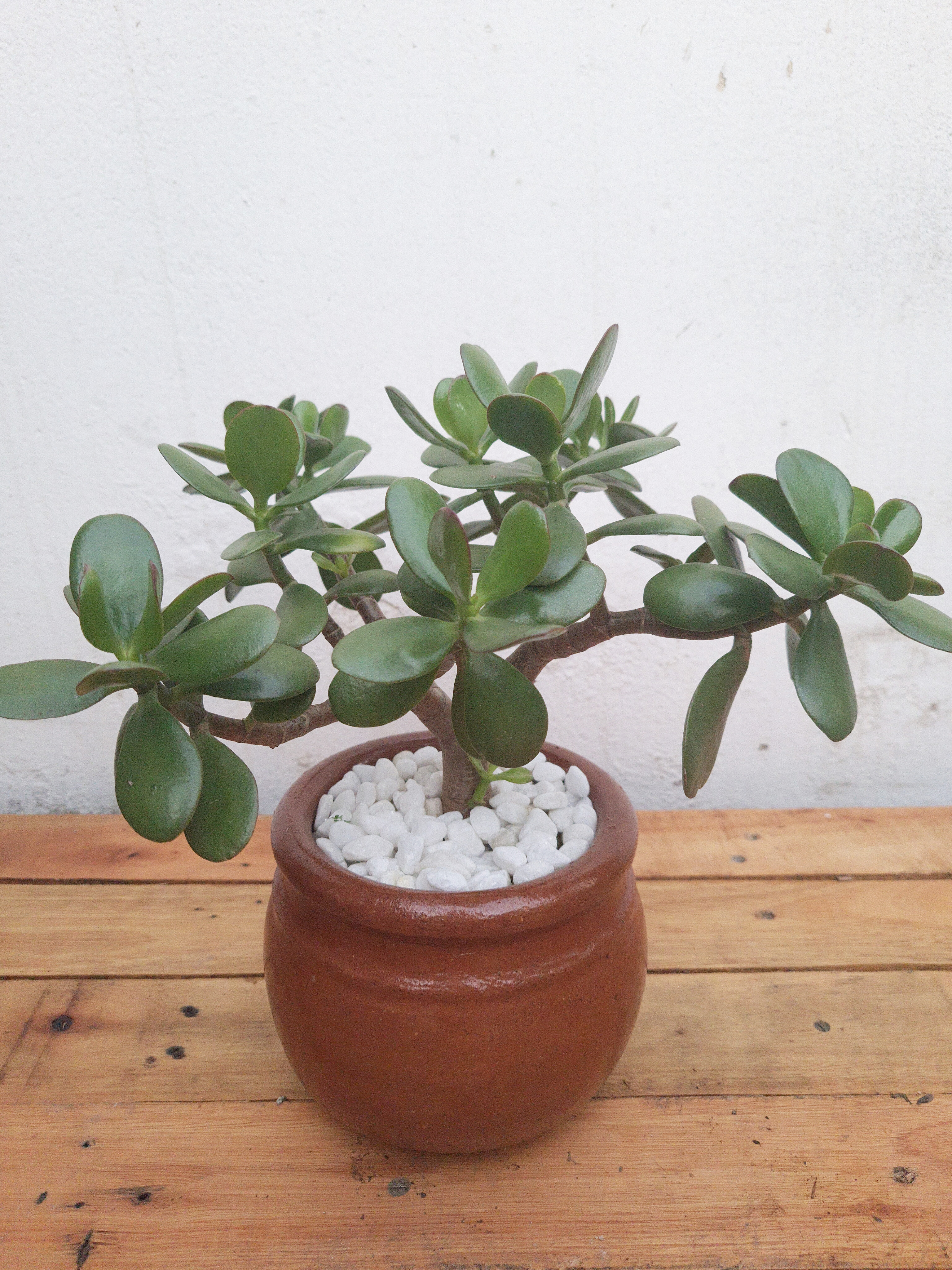 Jade no vaso de barro