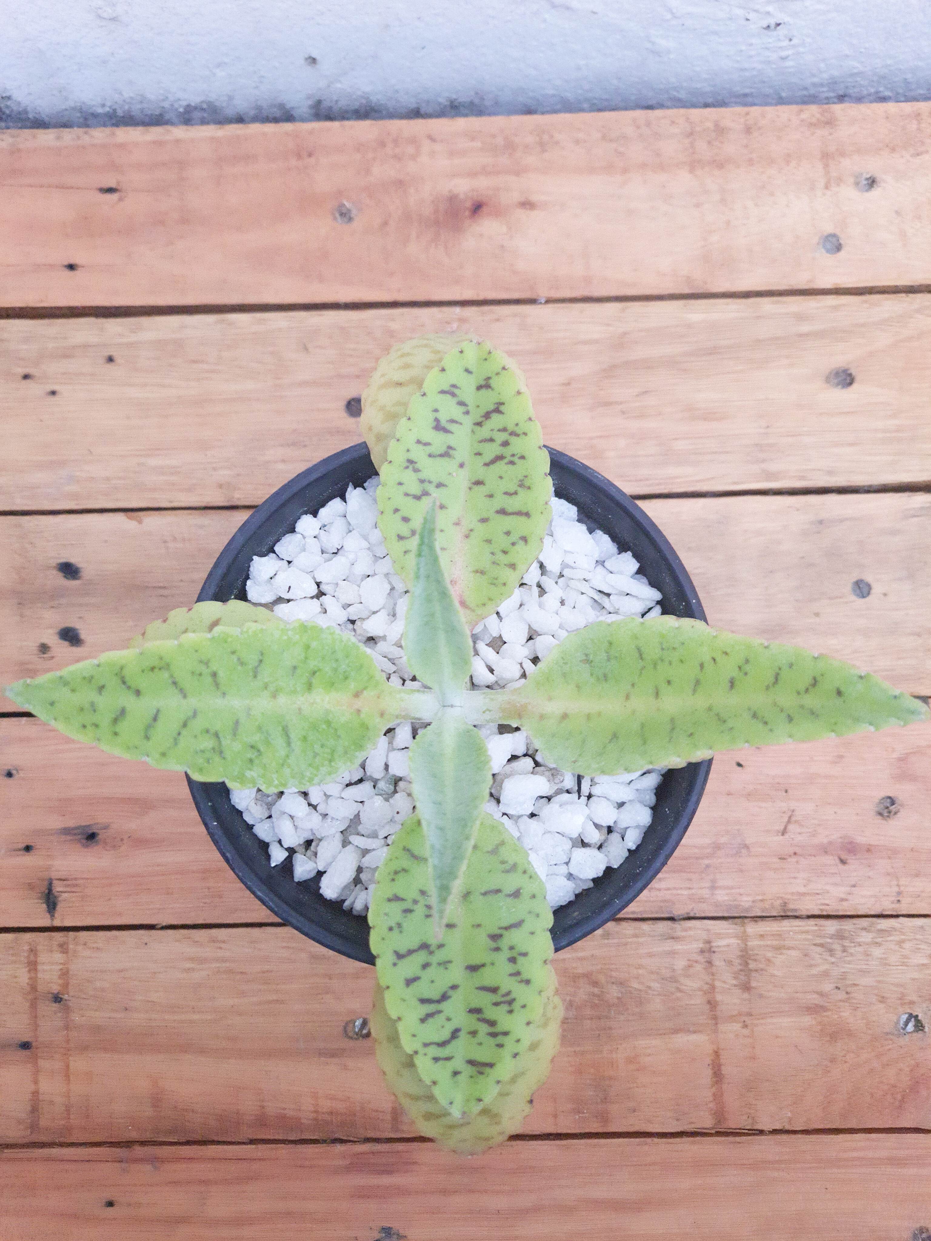 Kalanchoe