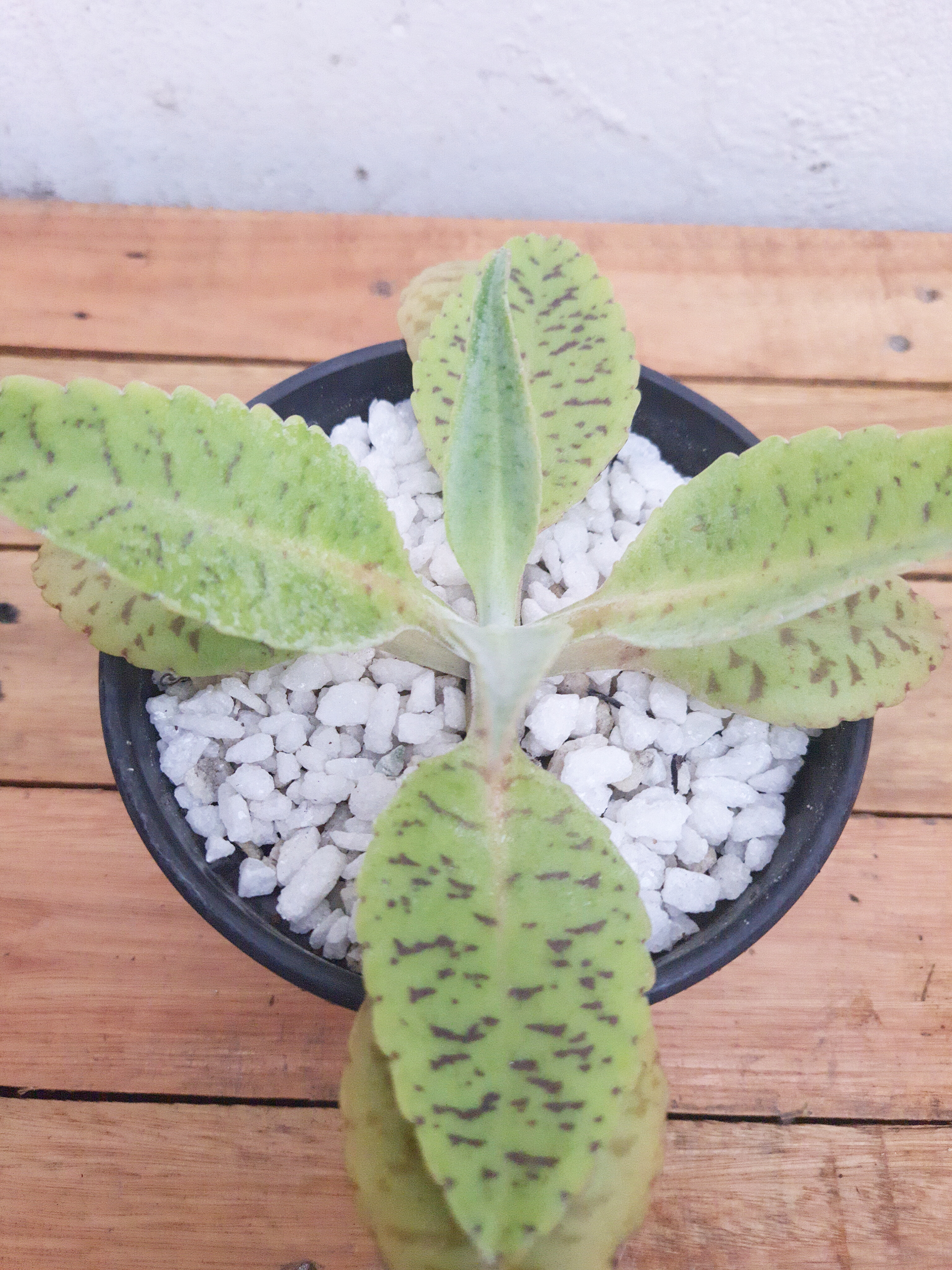 Kalanchoe