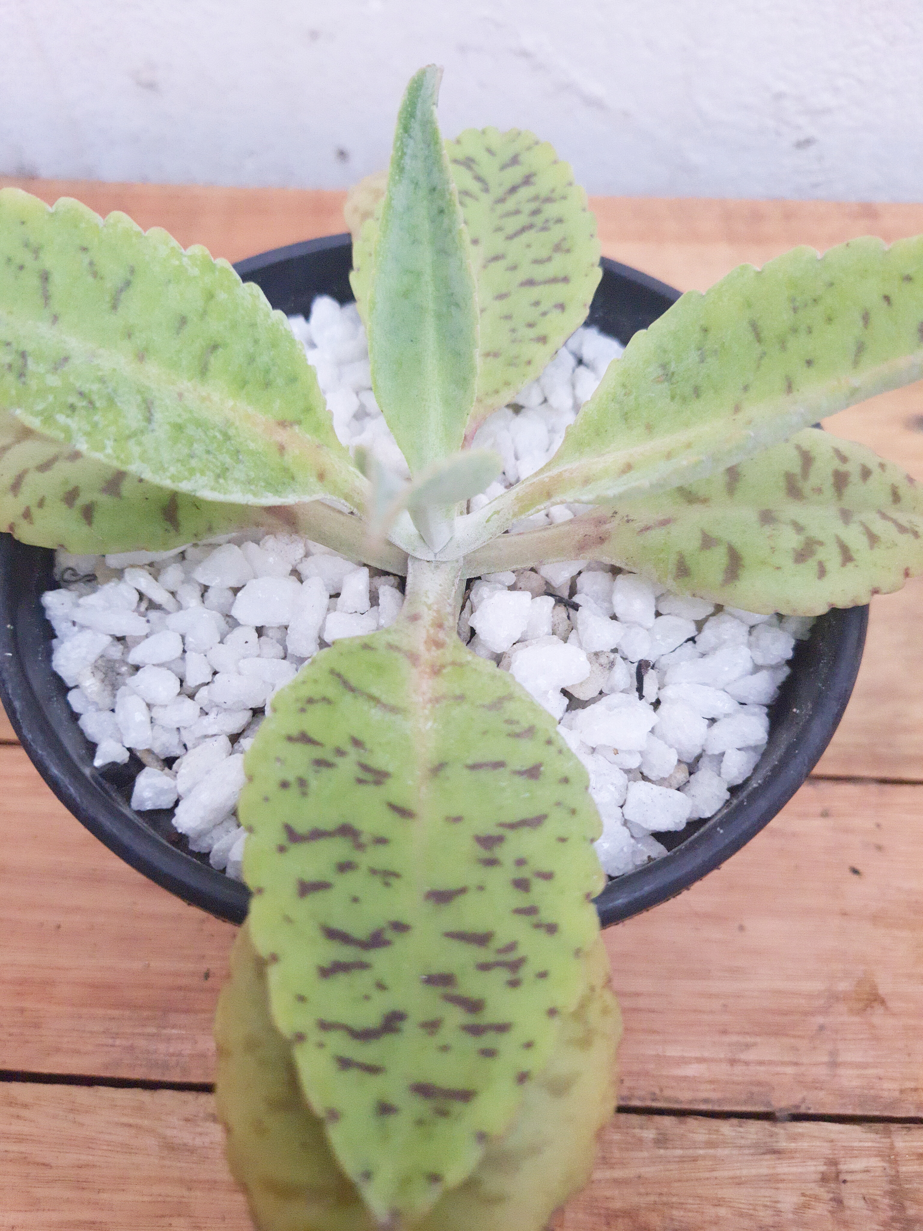 Kalanchoe