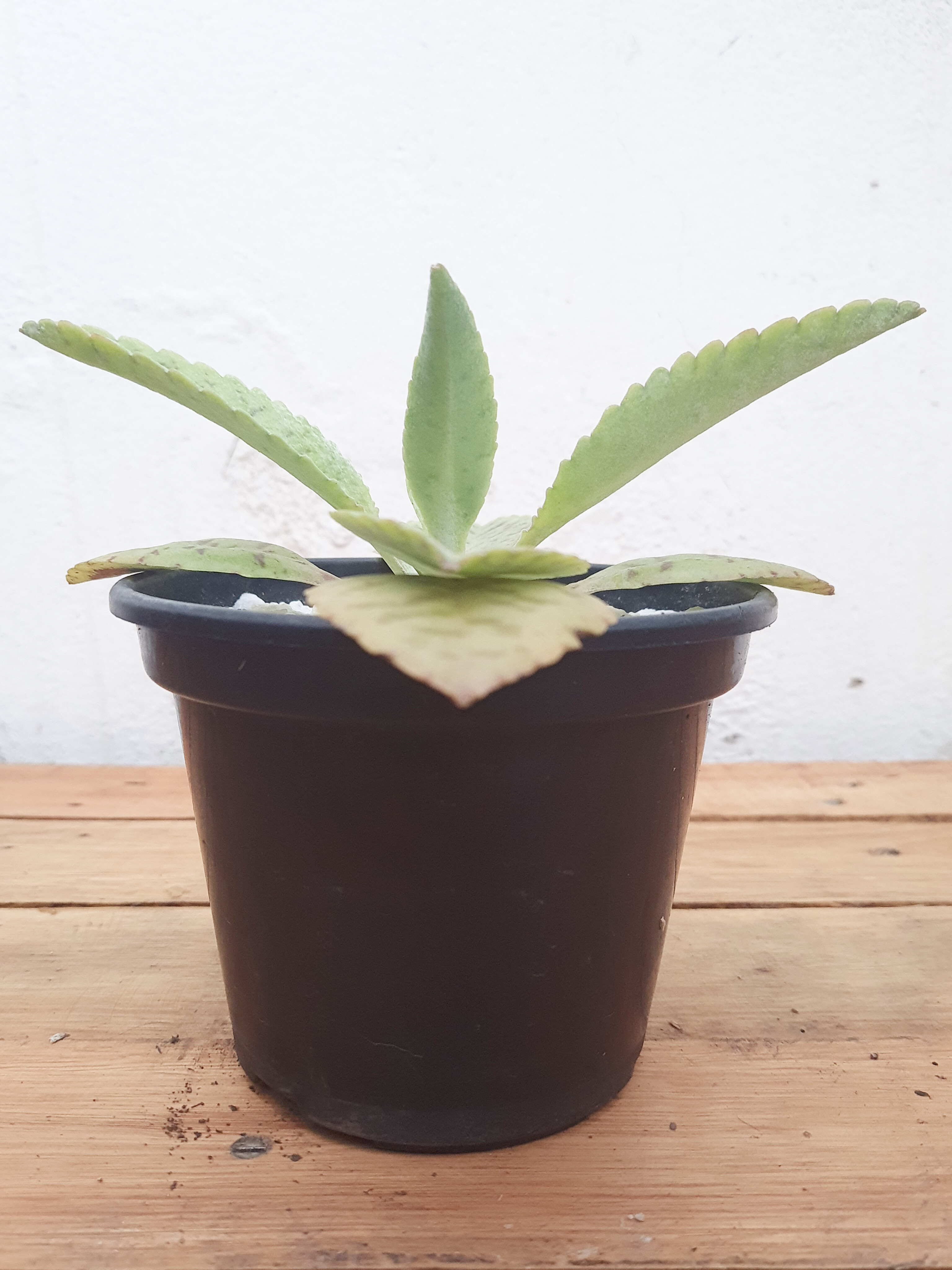 Kalanchoe