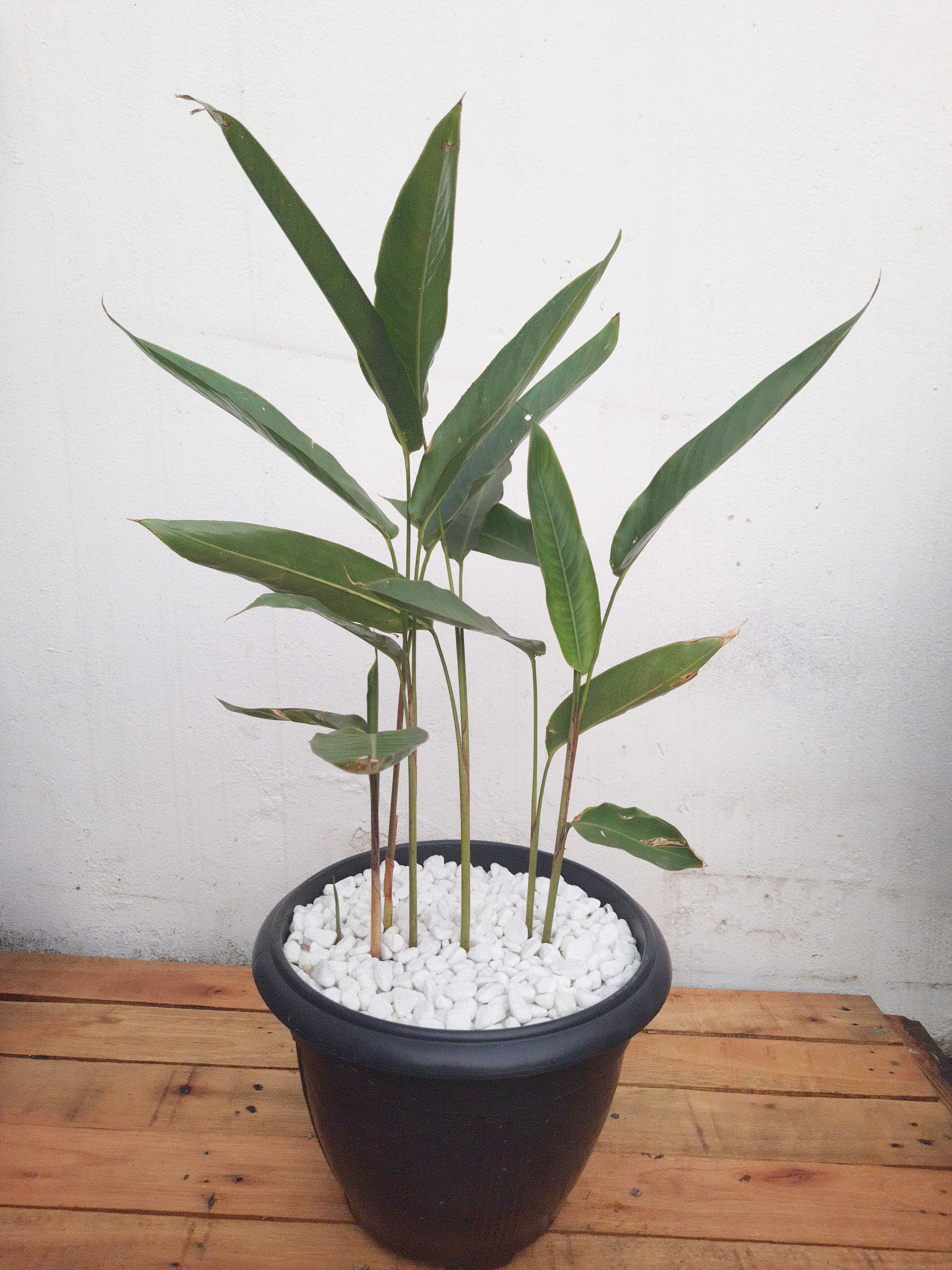 Helicônia Papagaio