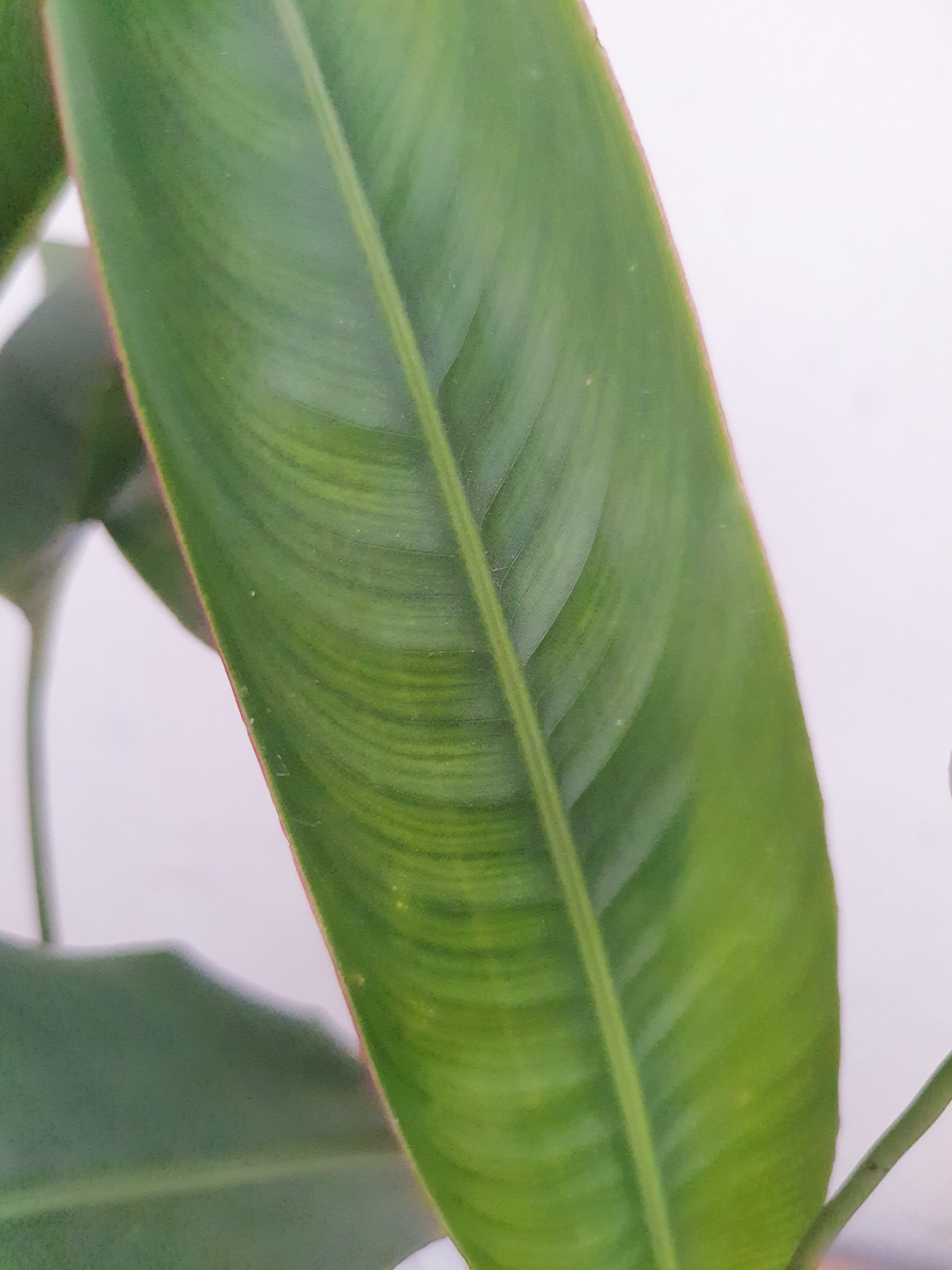 Helicônia Papagaio