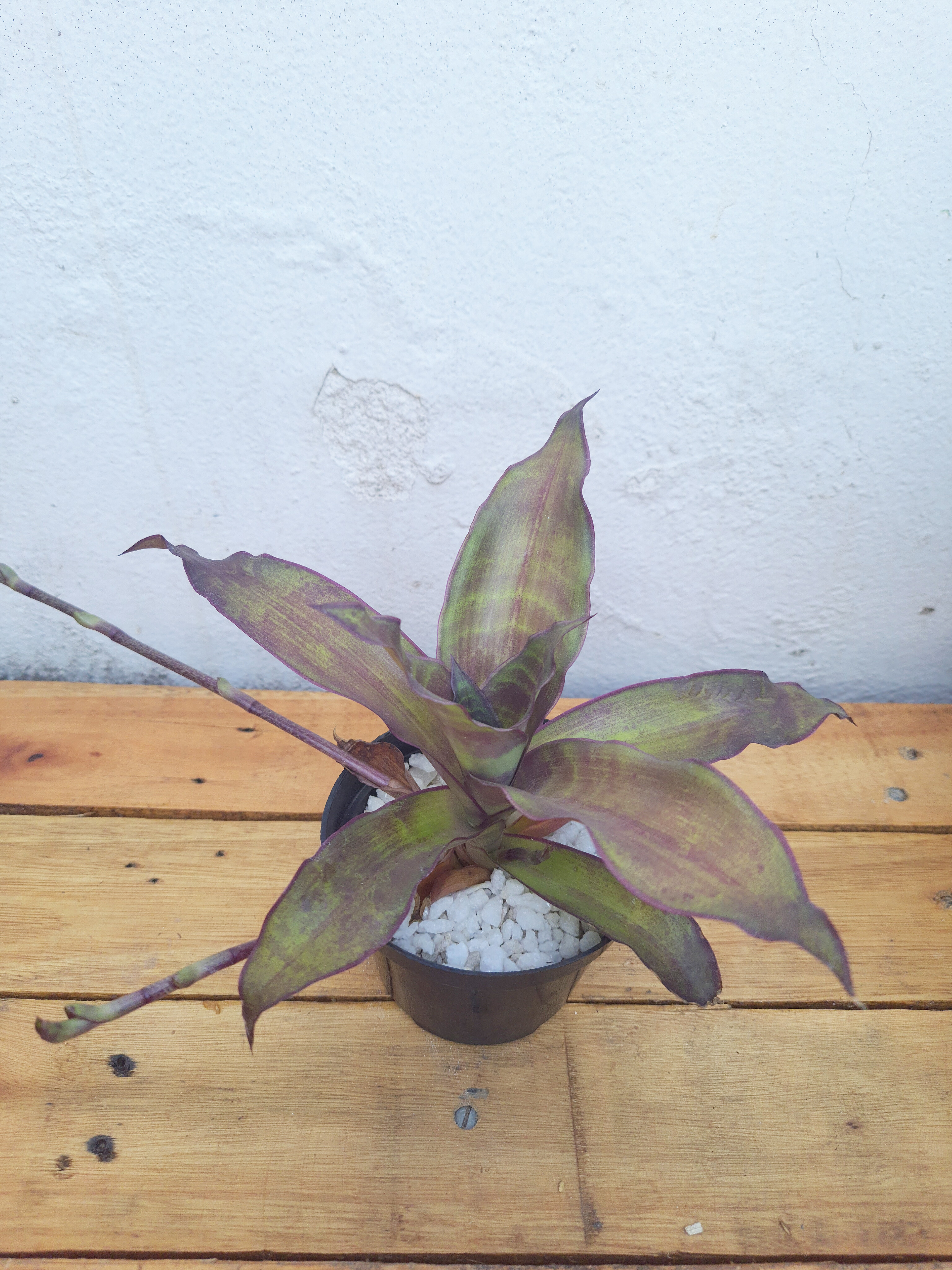 Callísia Fragrans