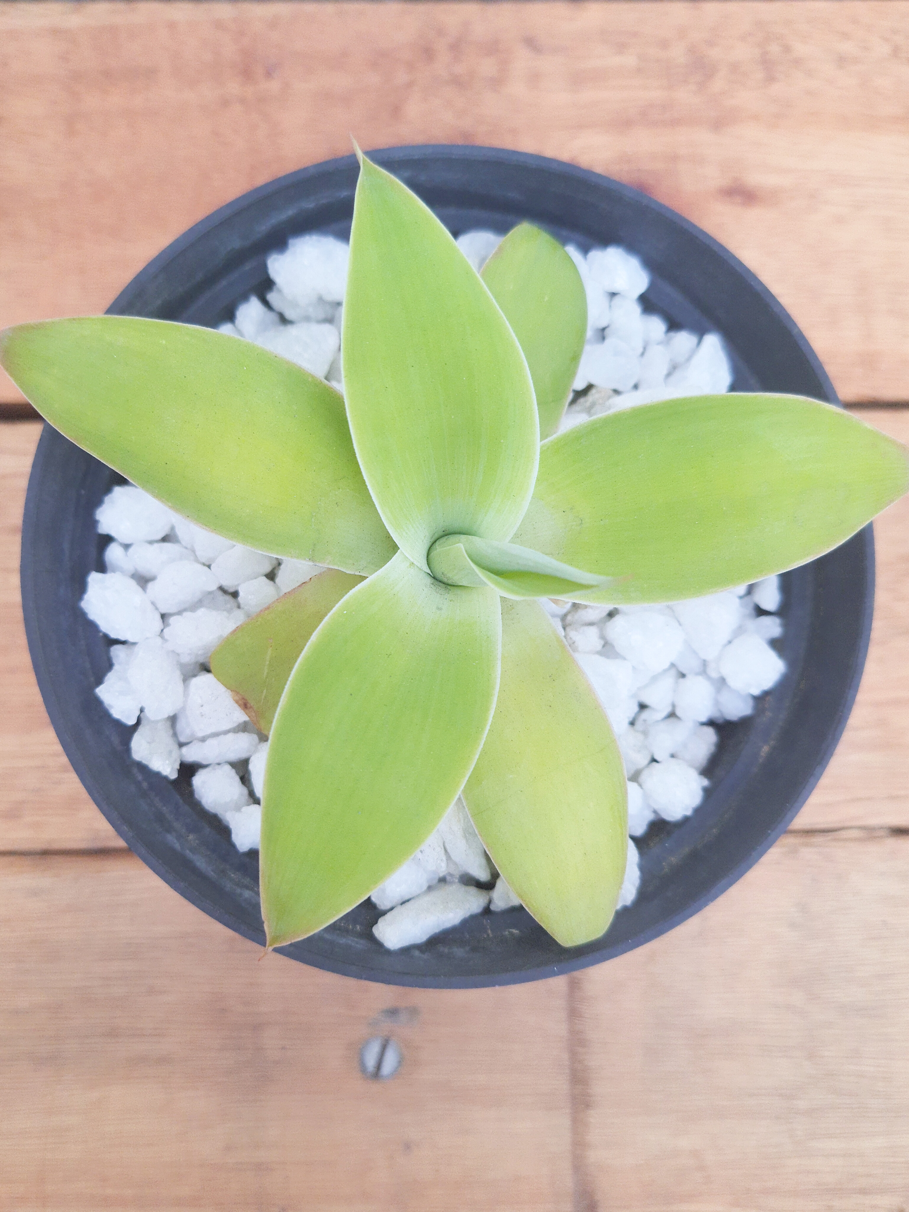 Agave Dragão