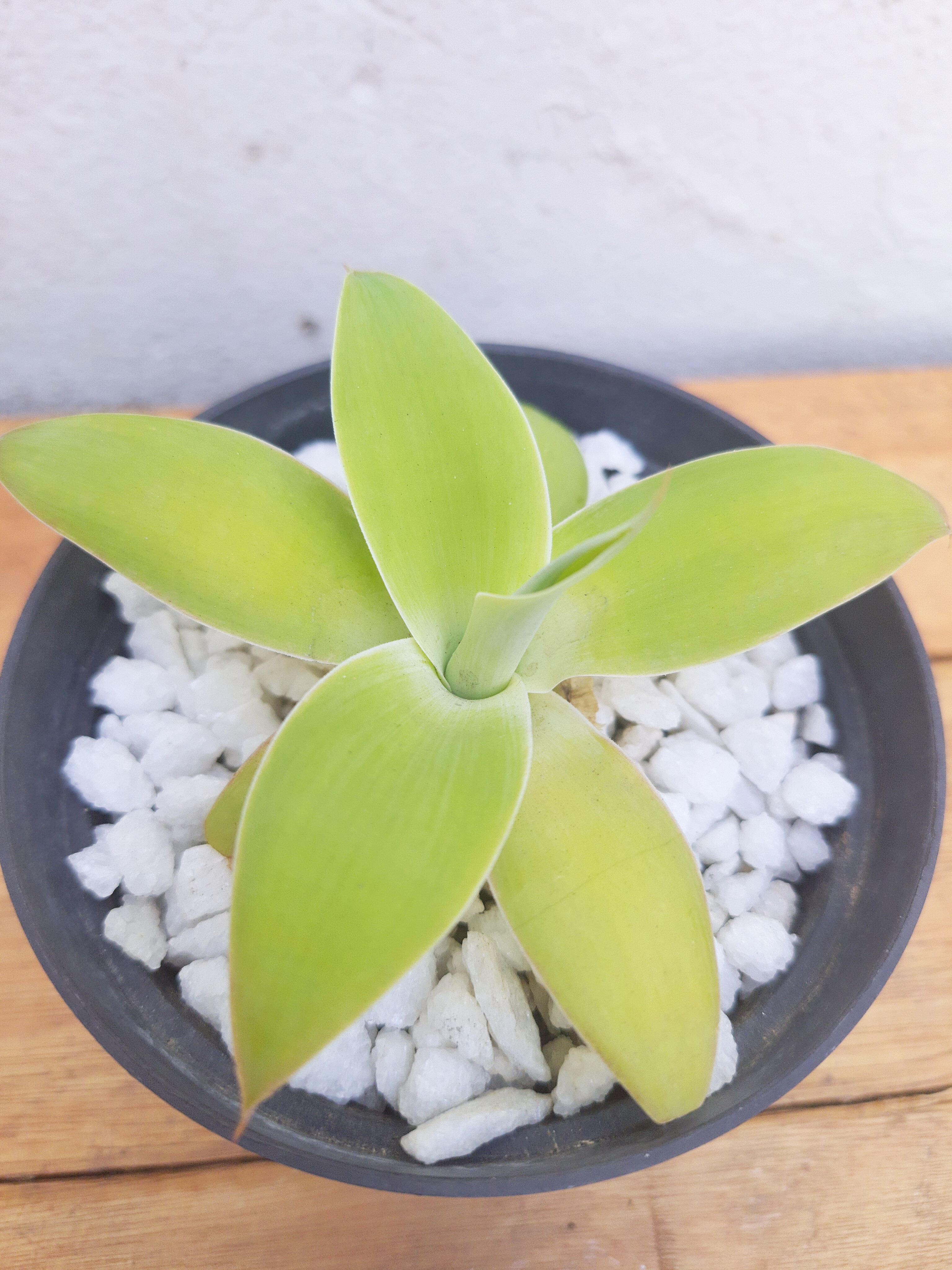 Agave Dragão
