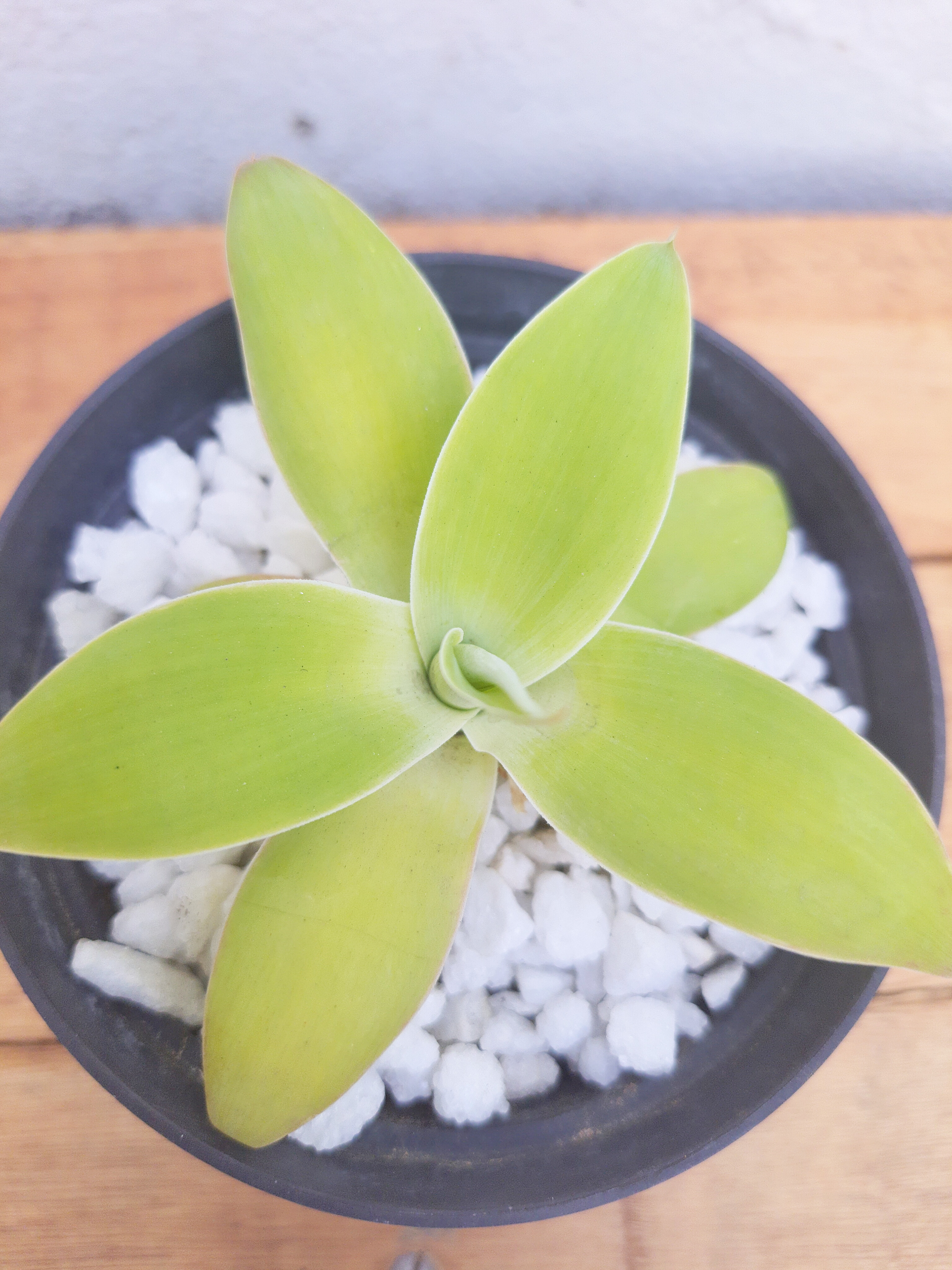 Agave Dragão
