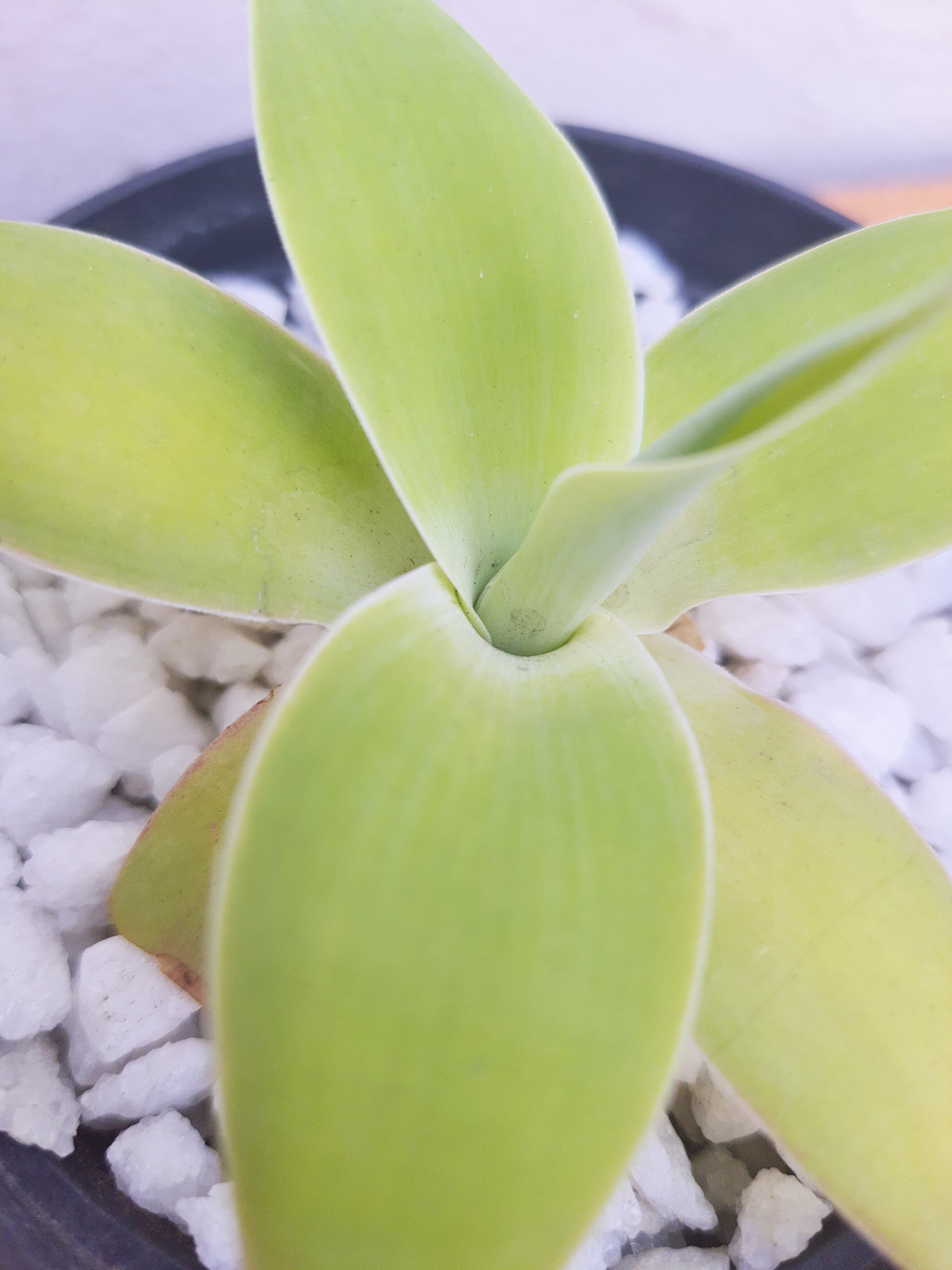 Agave Dragão