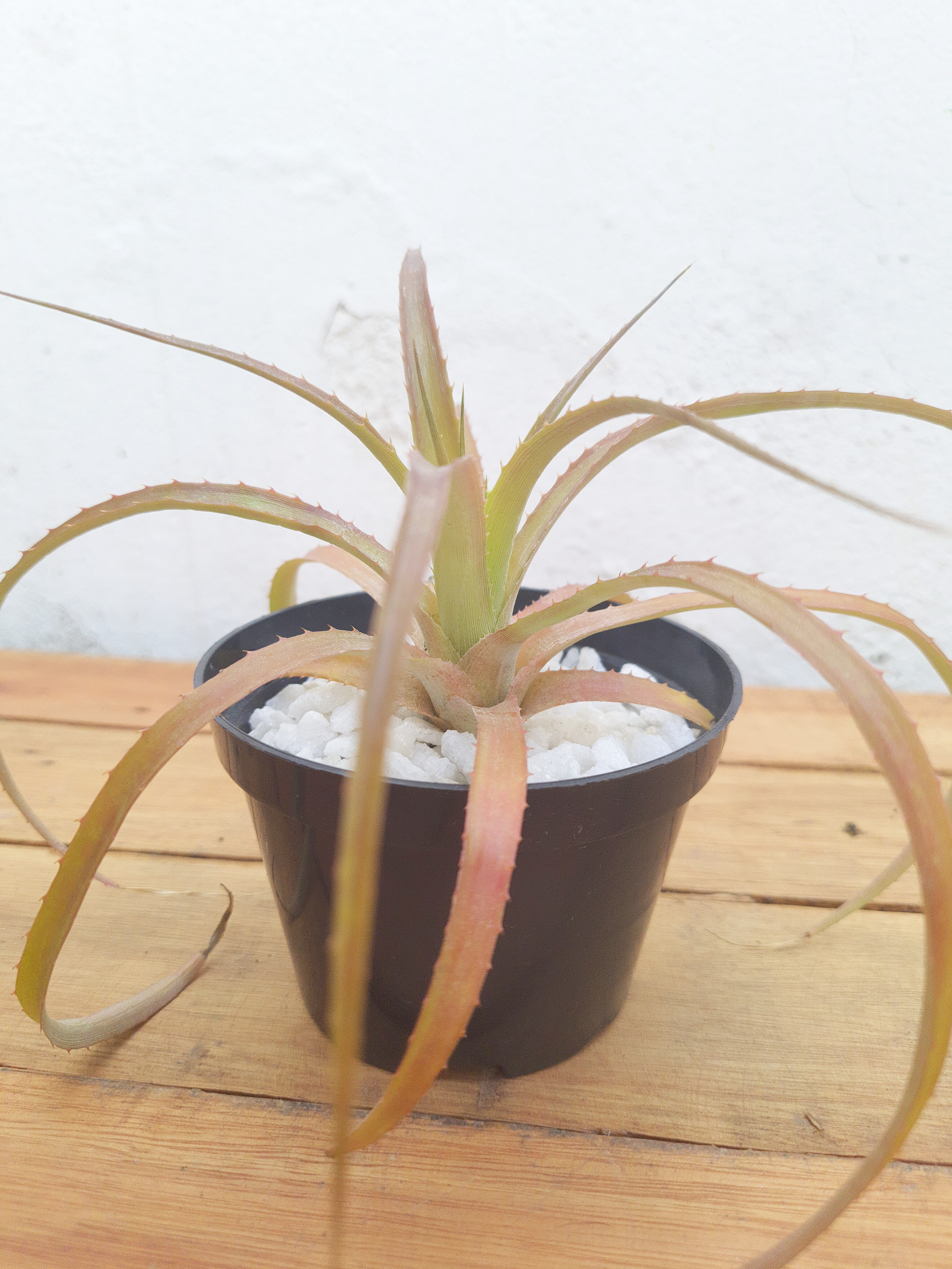 Abacaxi Ornamental
