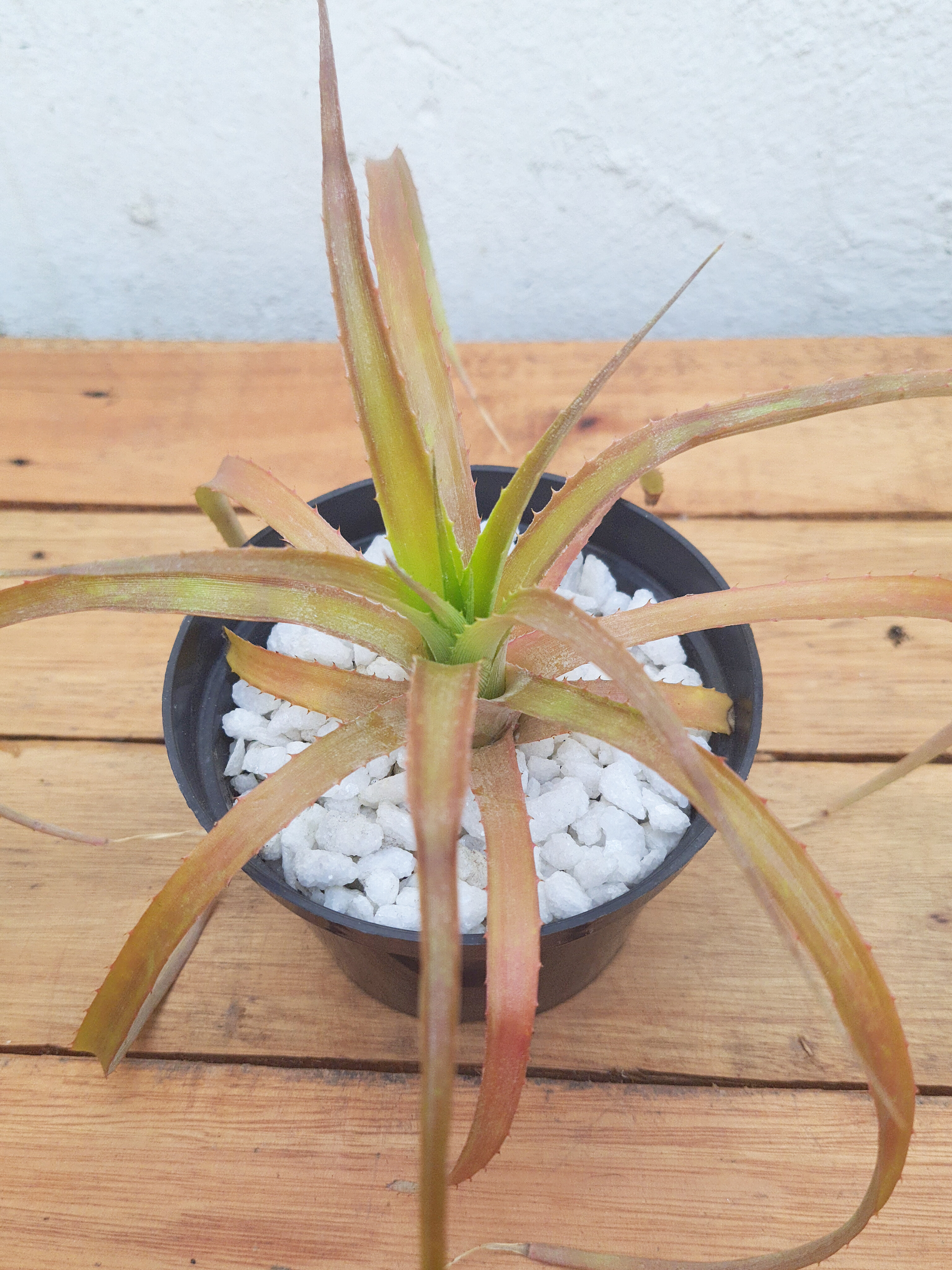 Abacaxi Ornamental