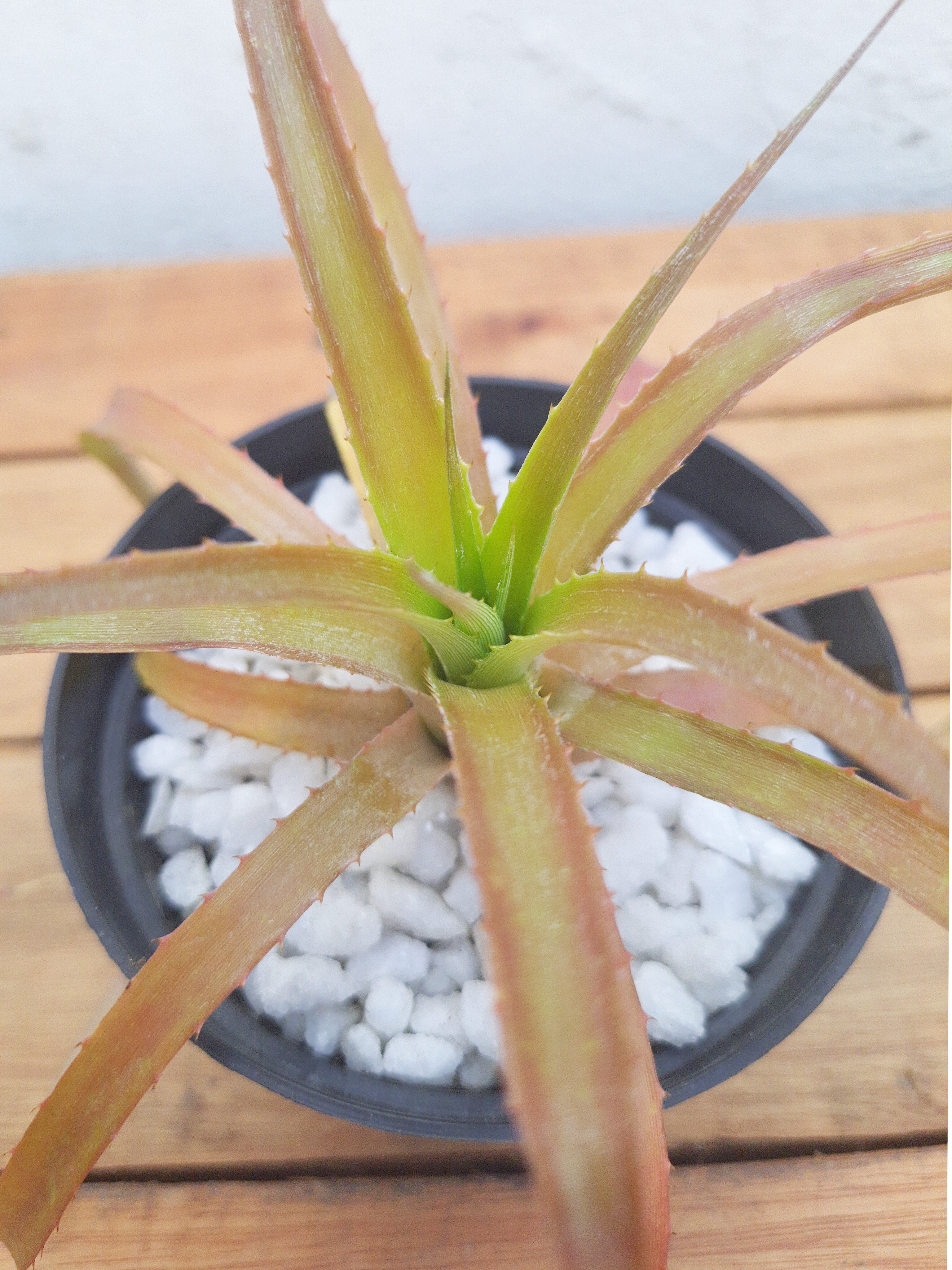 Abacaxi Ornamental