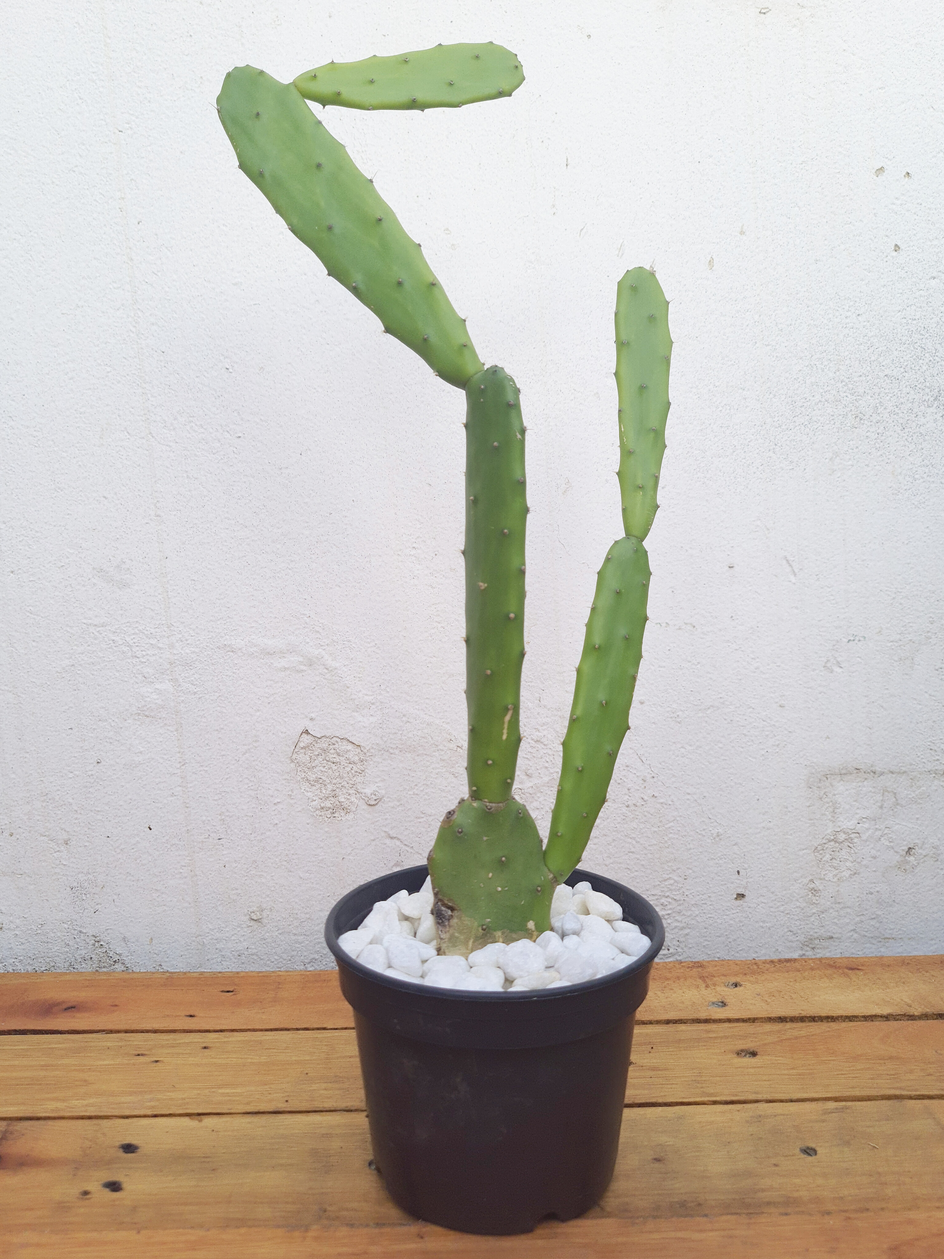 Cacto Opuntia