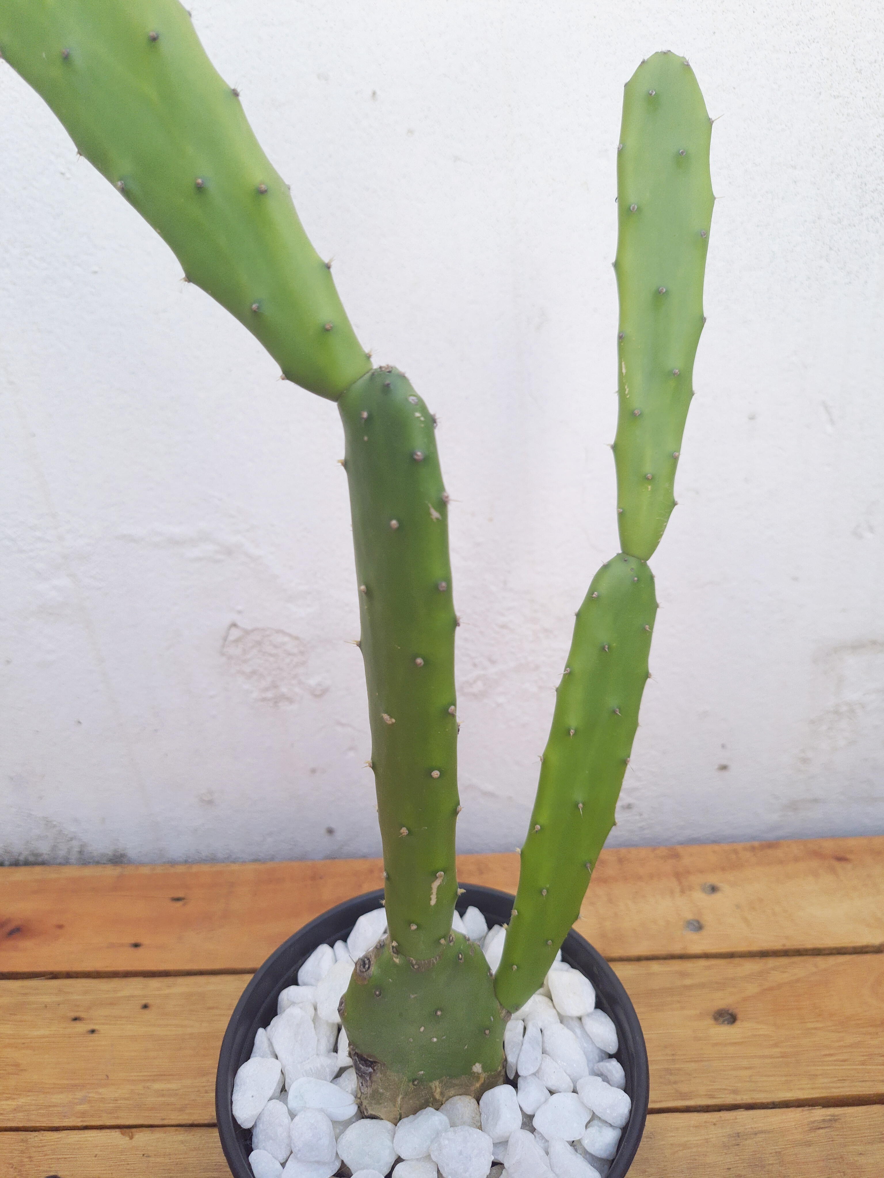 Cacto Opuntia