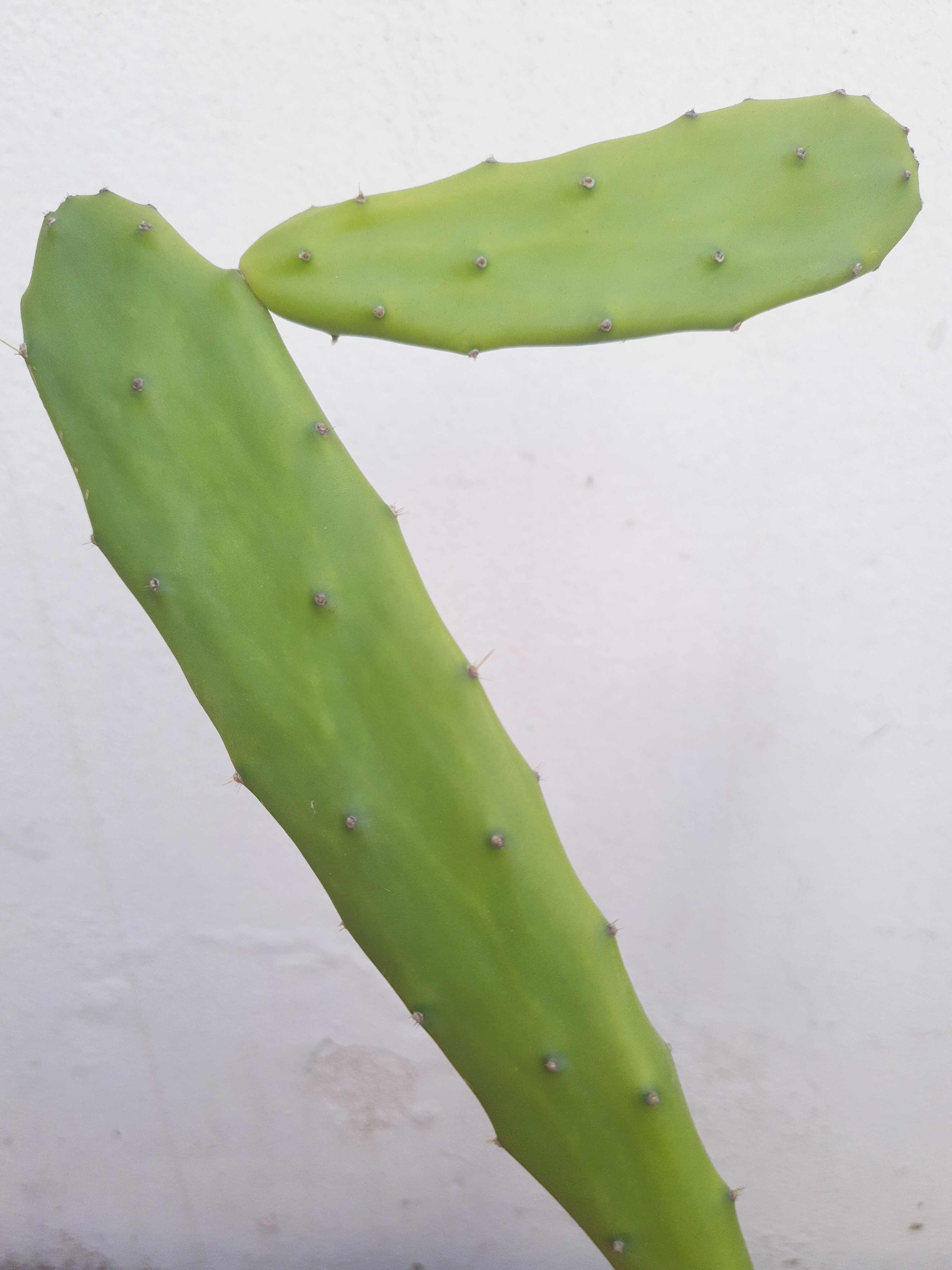 Cacto Opuntia