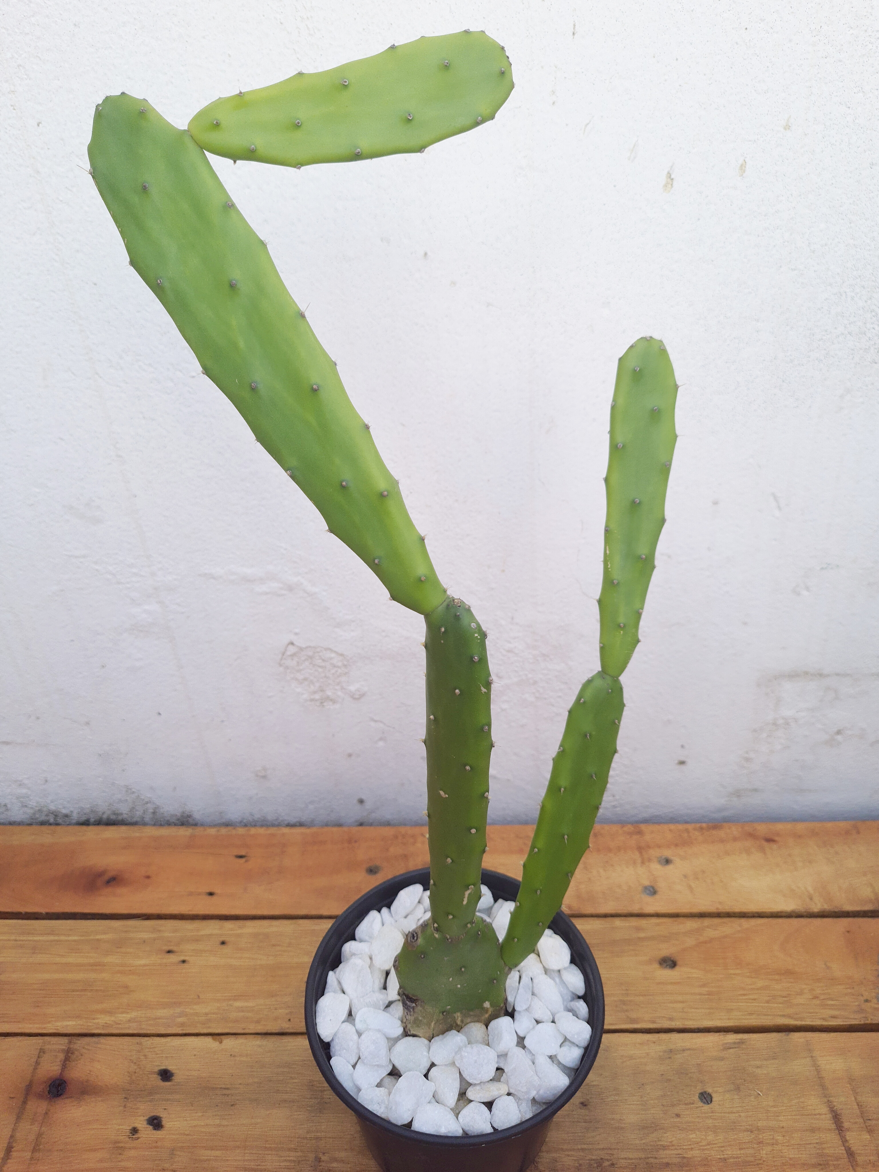 Cacto Opuntia