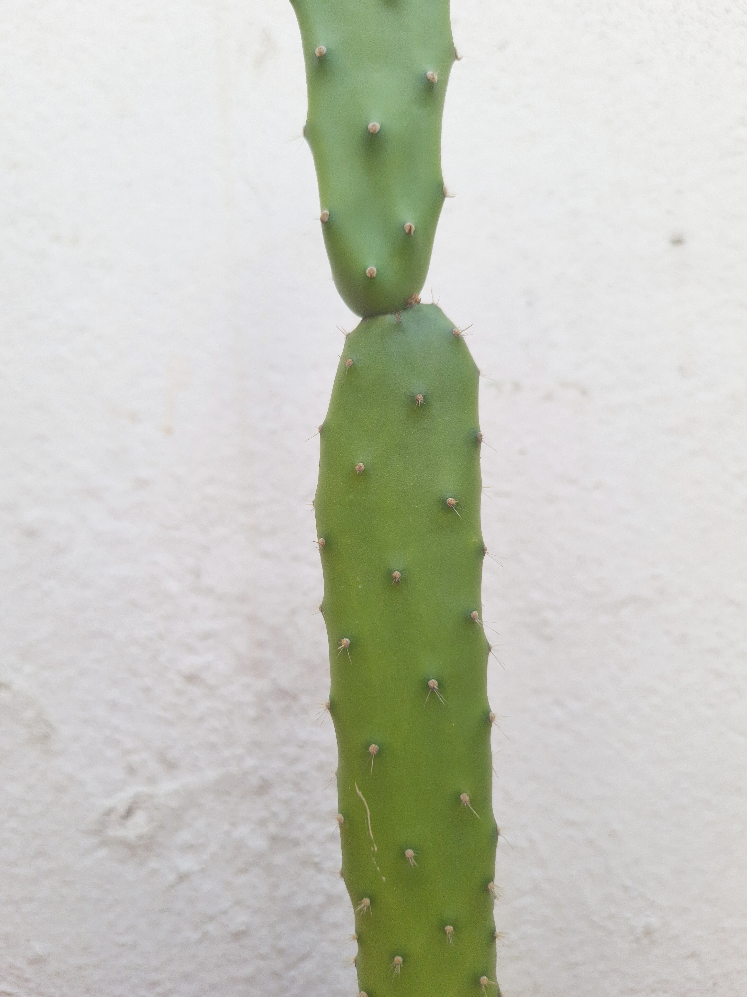 Cacto Opuntia