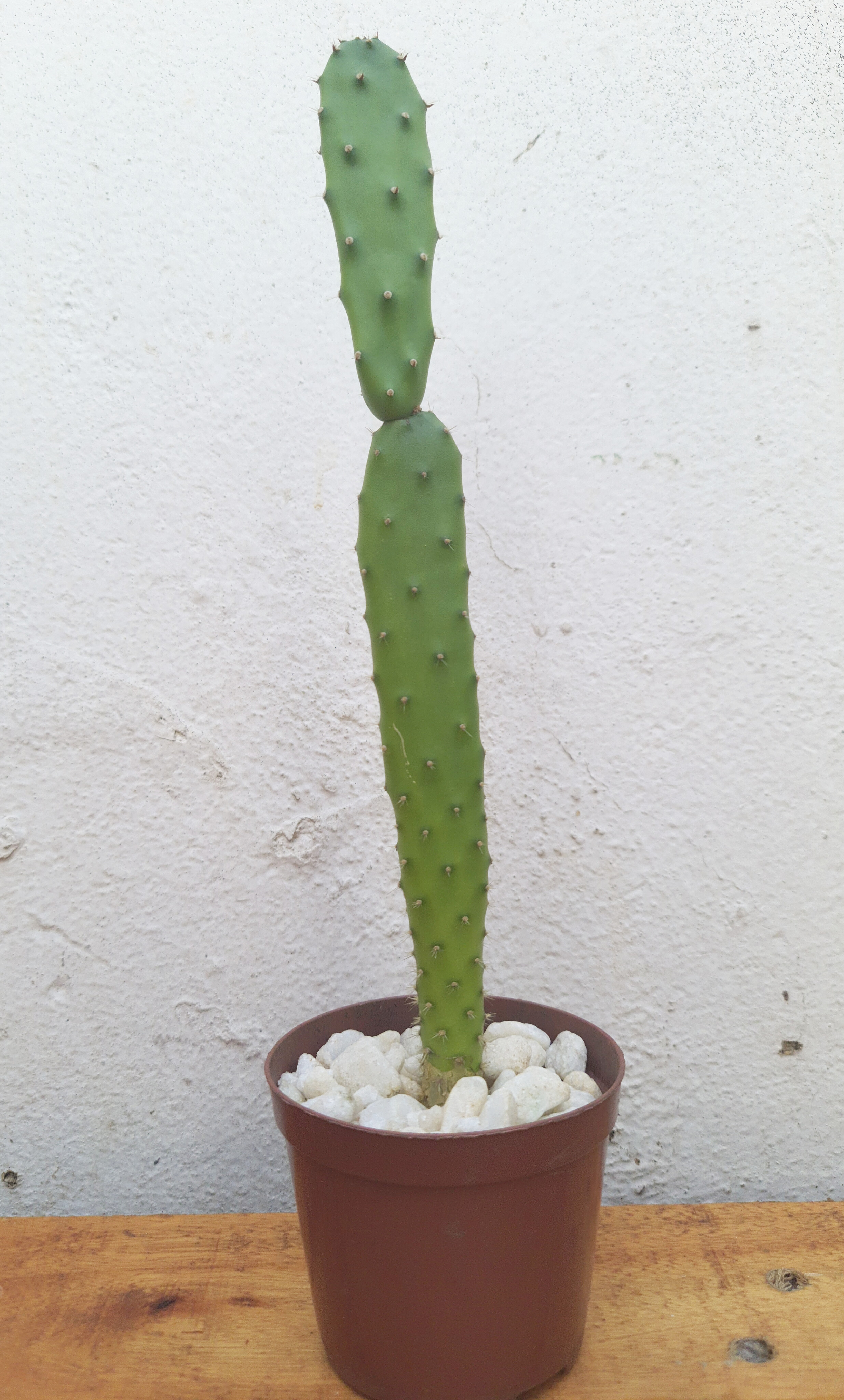 Cacto Opuntia