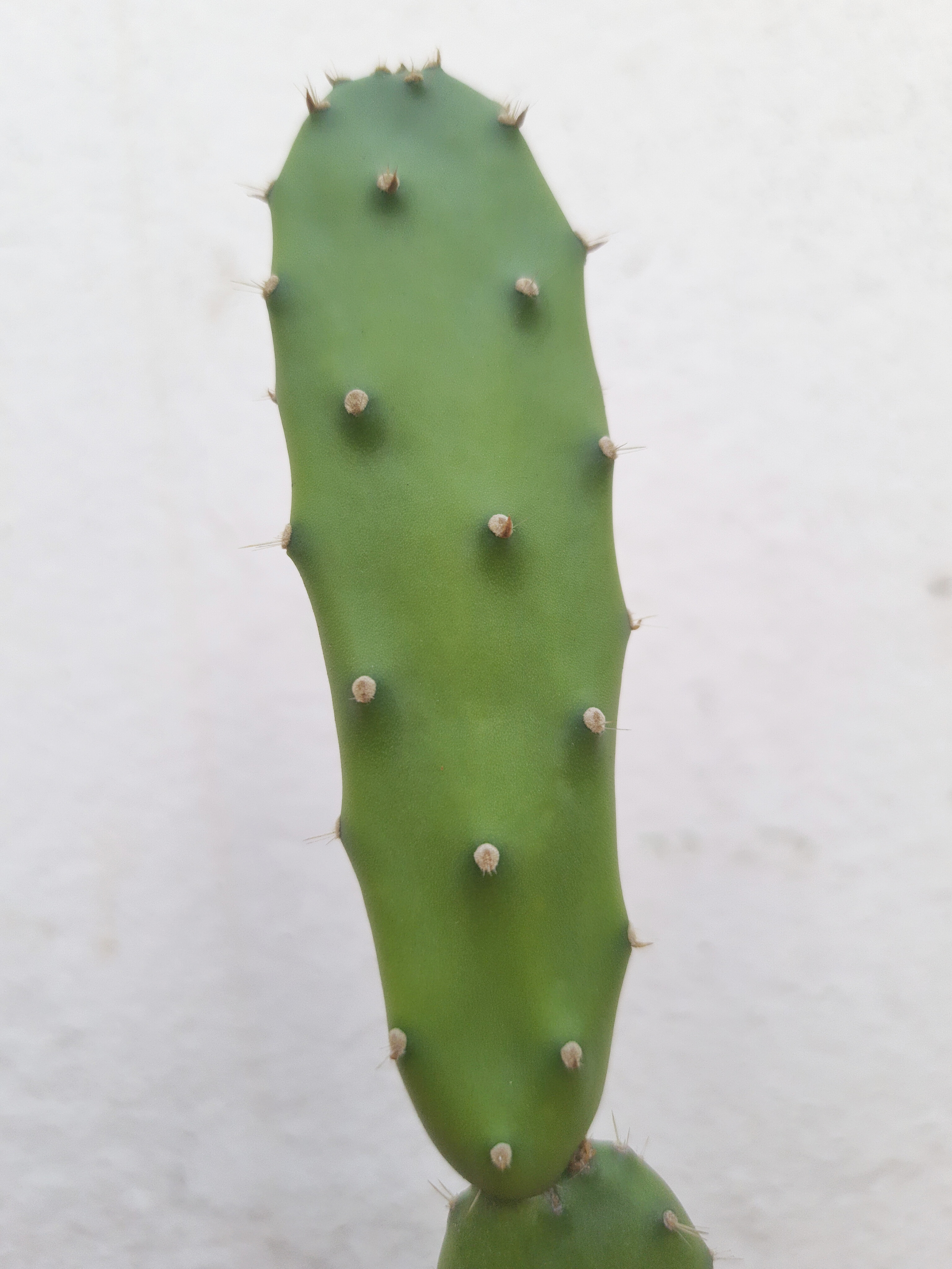 Cacto Opuntia