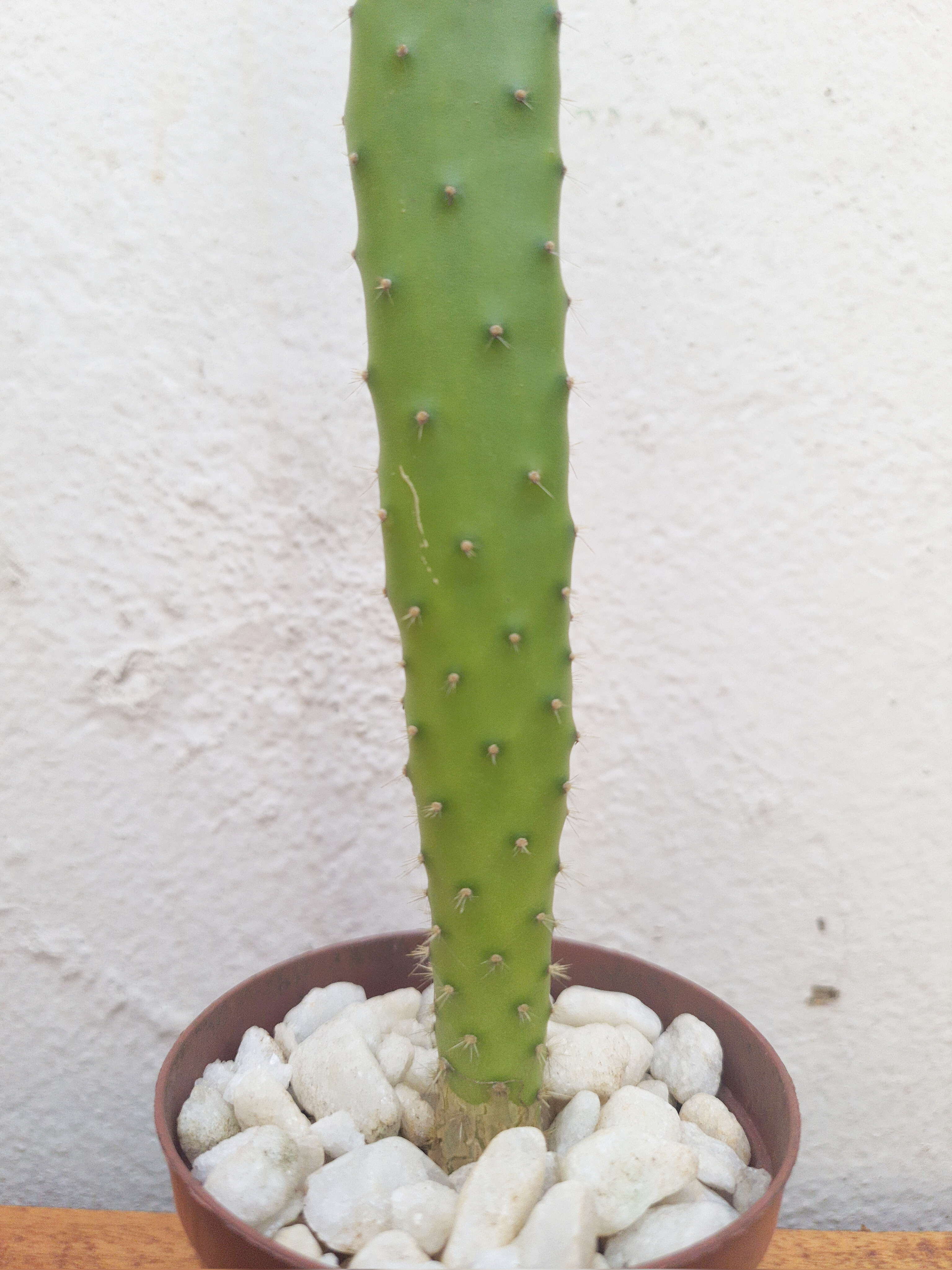Cacto Opuntia
