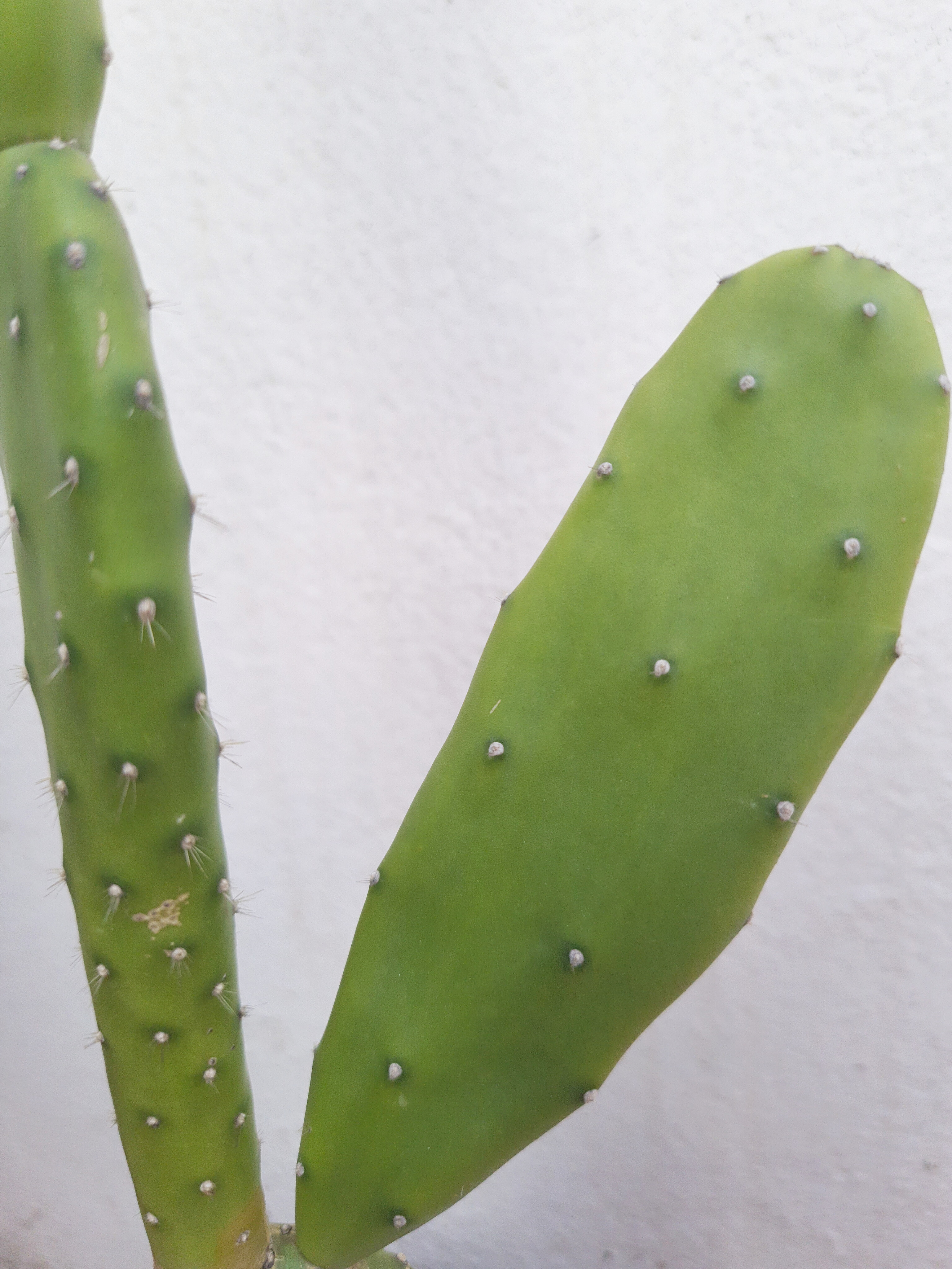 Cacto Opuntia