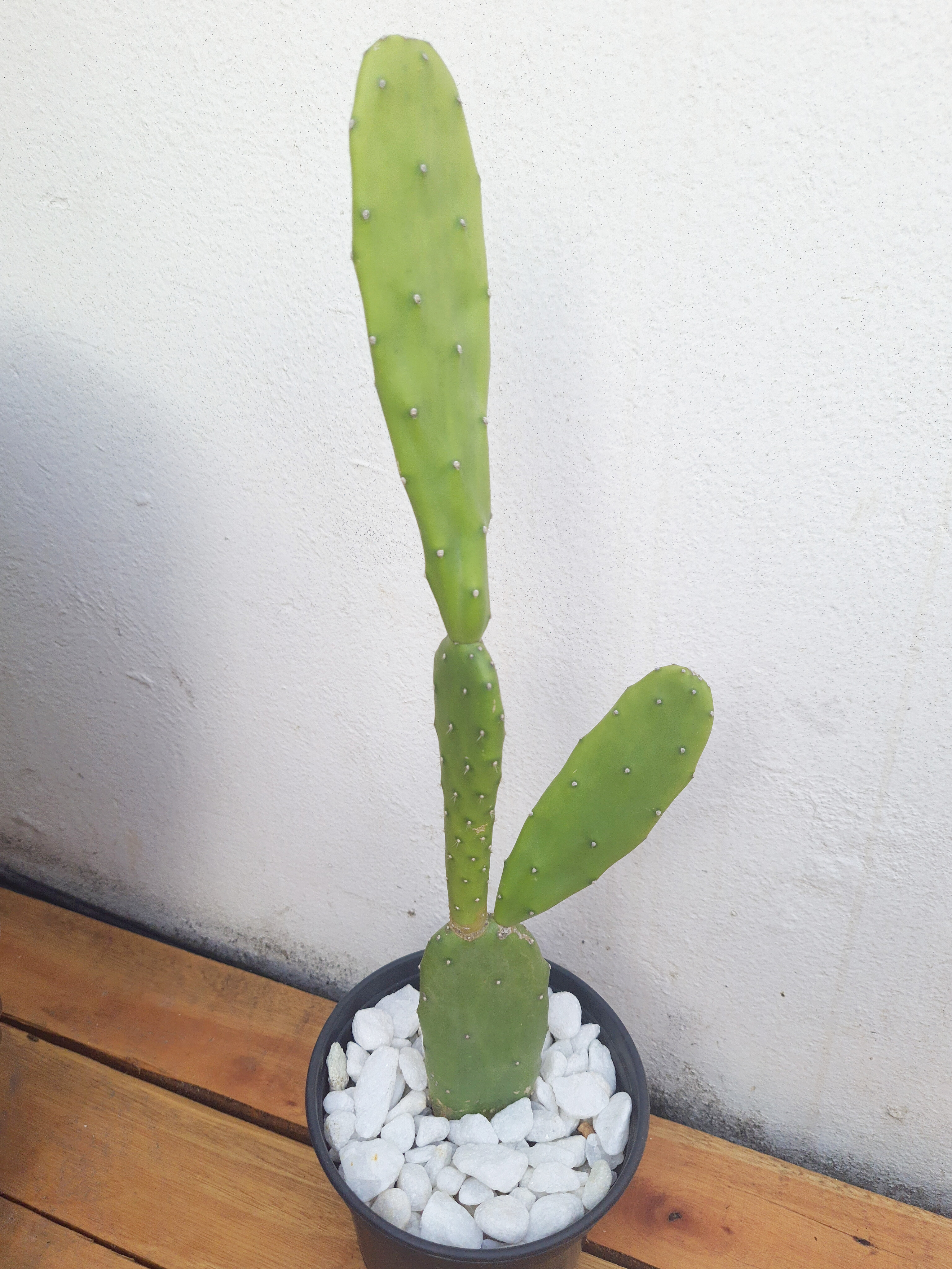 Cacto Opuntia