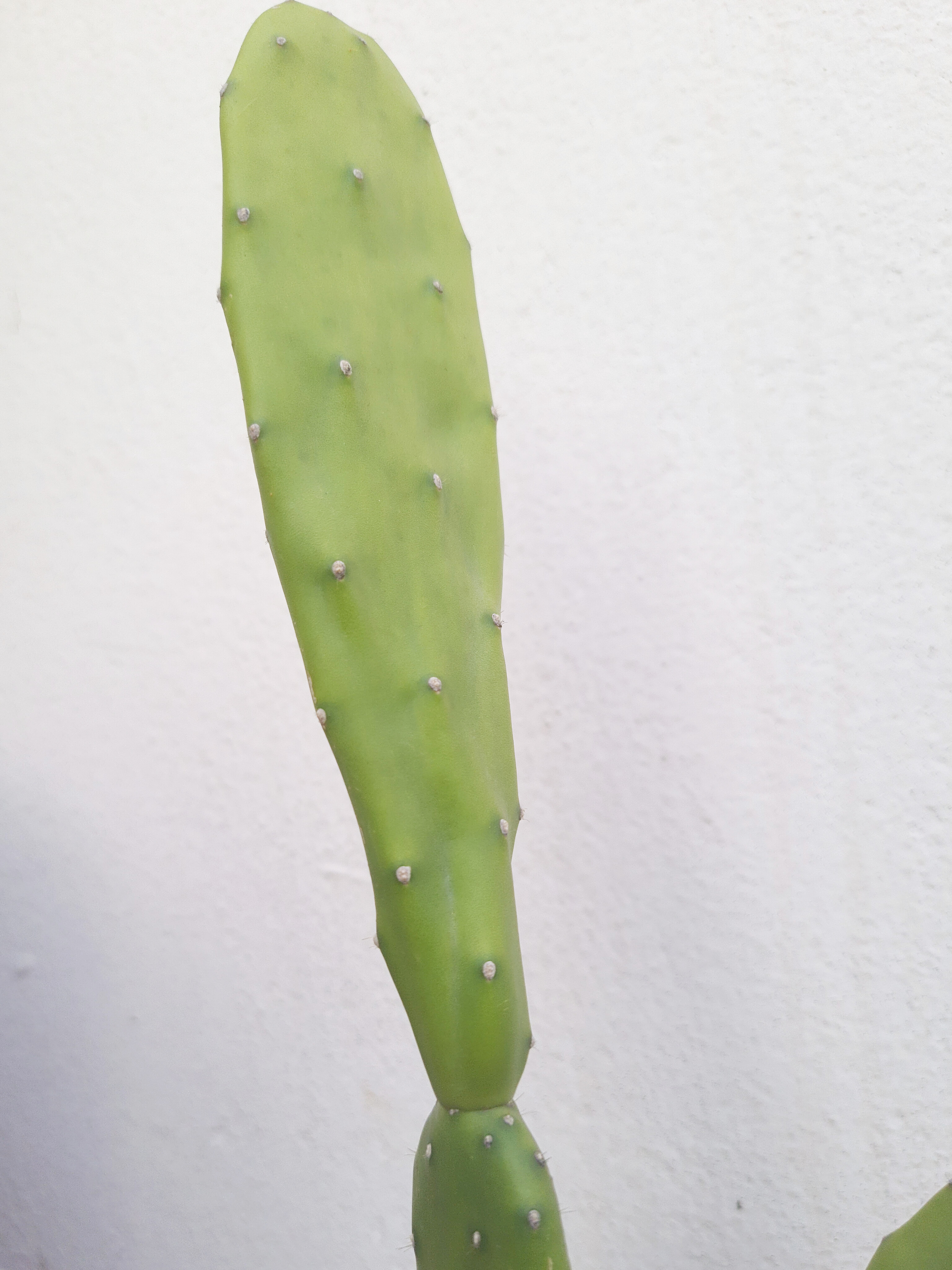 Cacto Opuntia