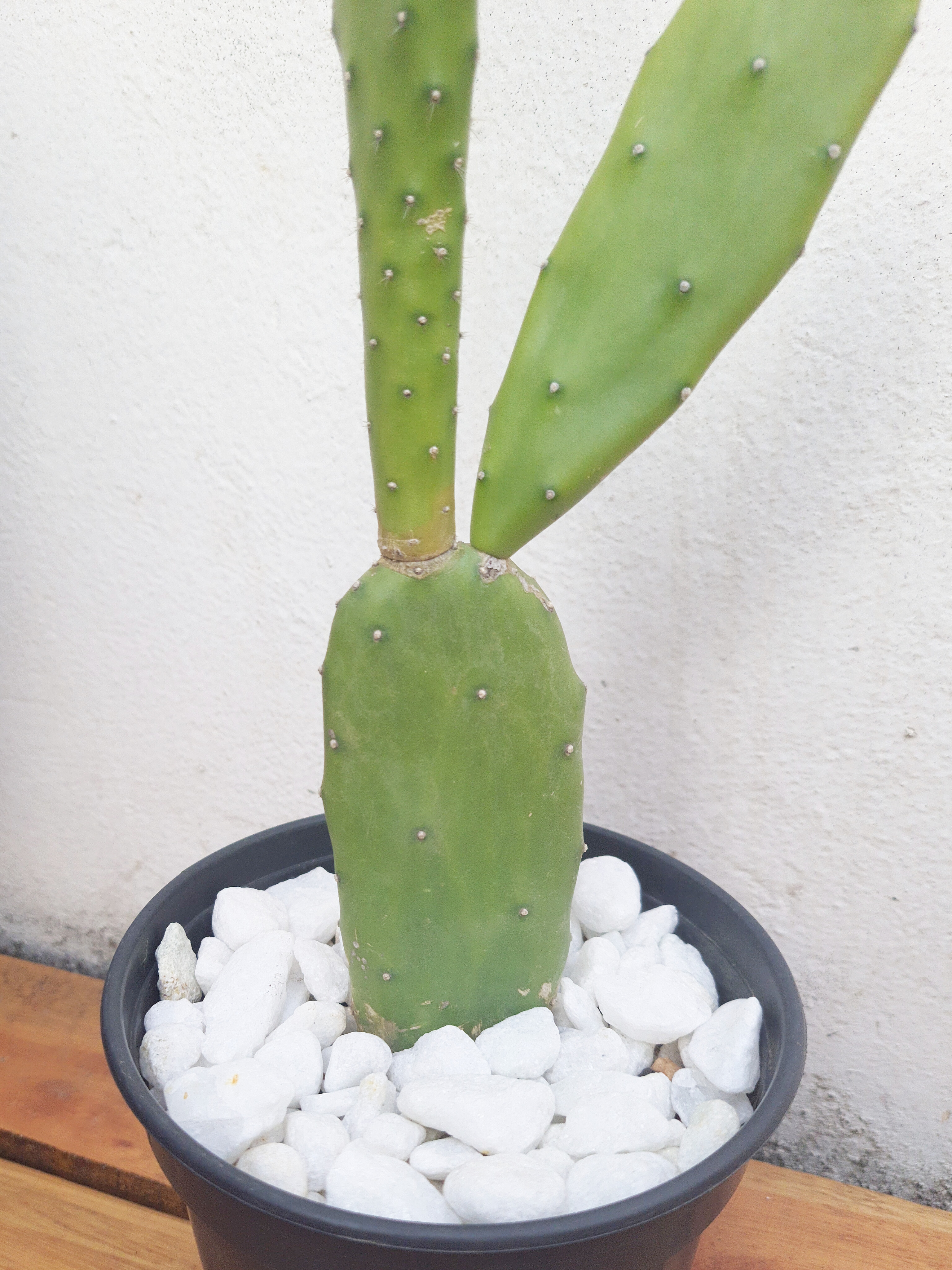 Cacto Opuntia