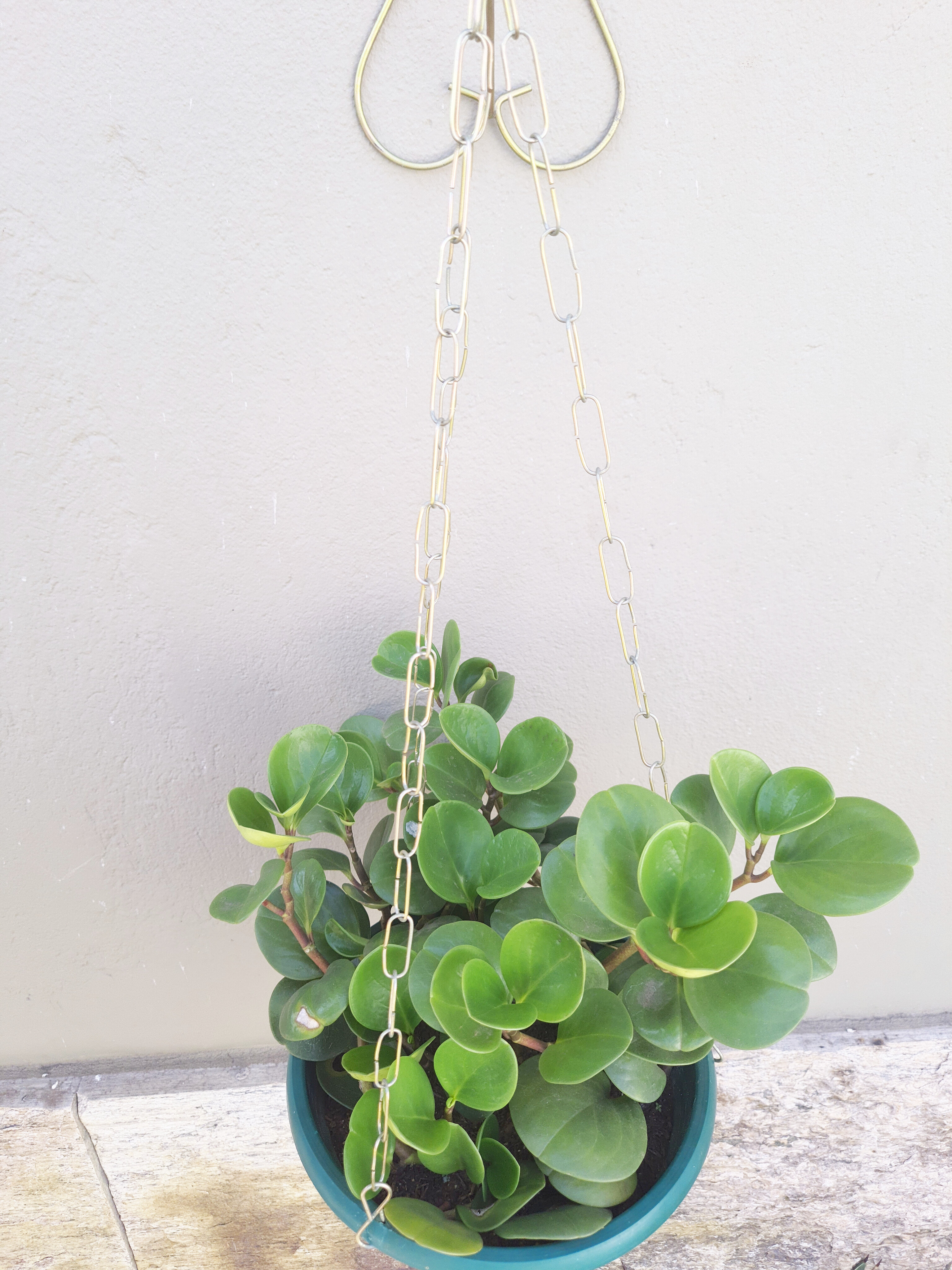 Peperomia Obtusifolia