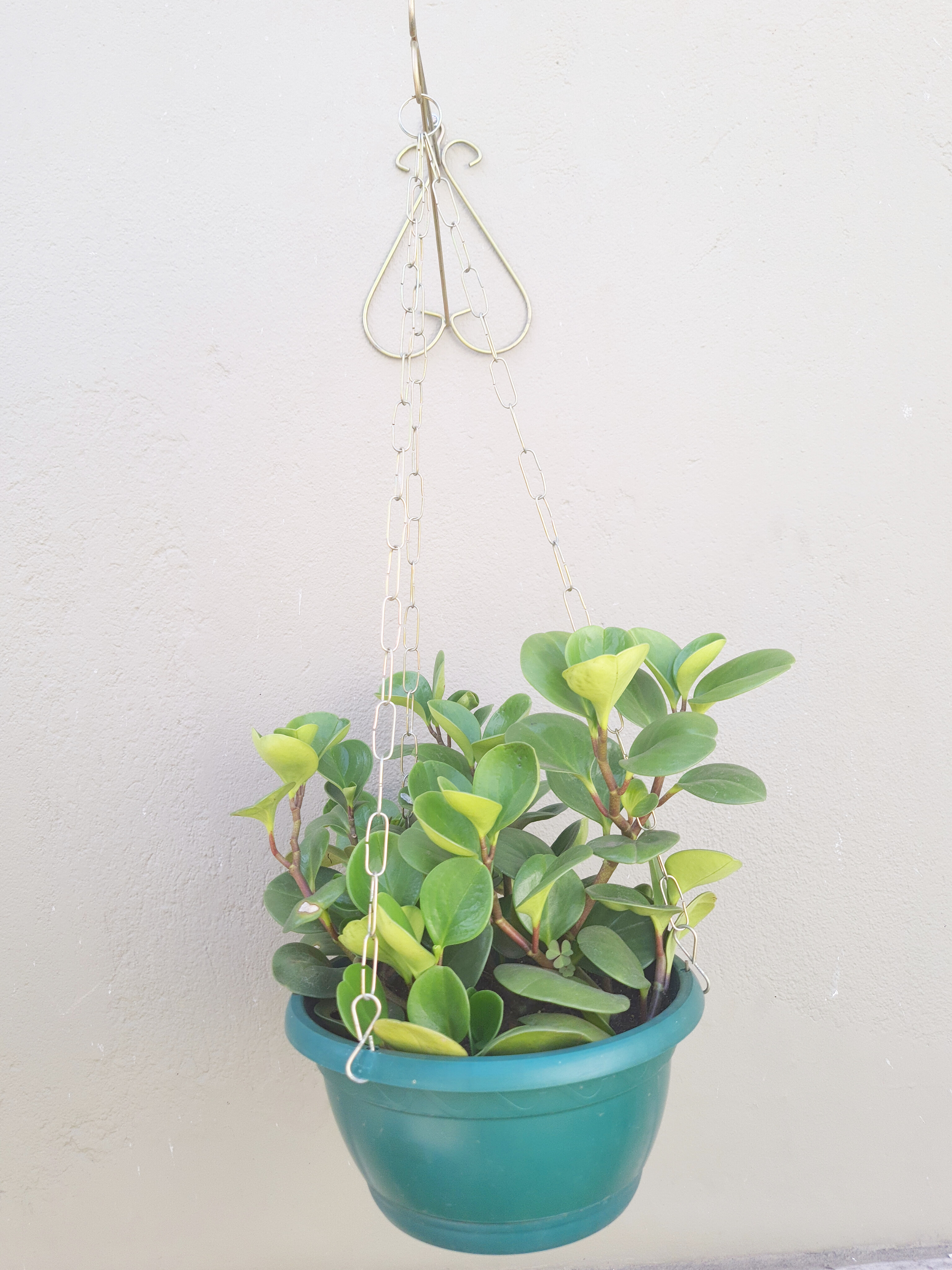 Peperomia Obtusifolia