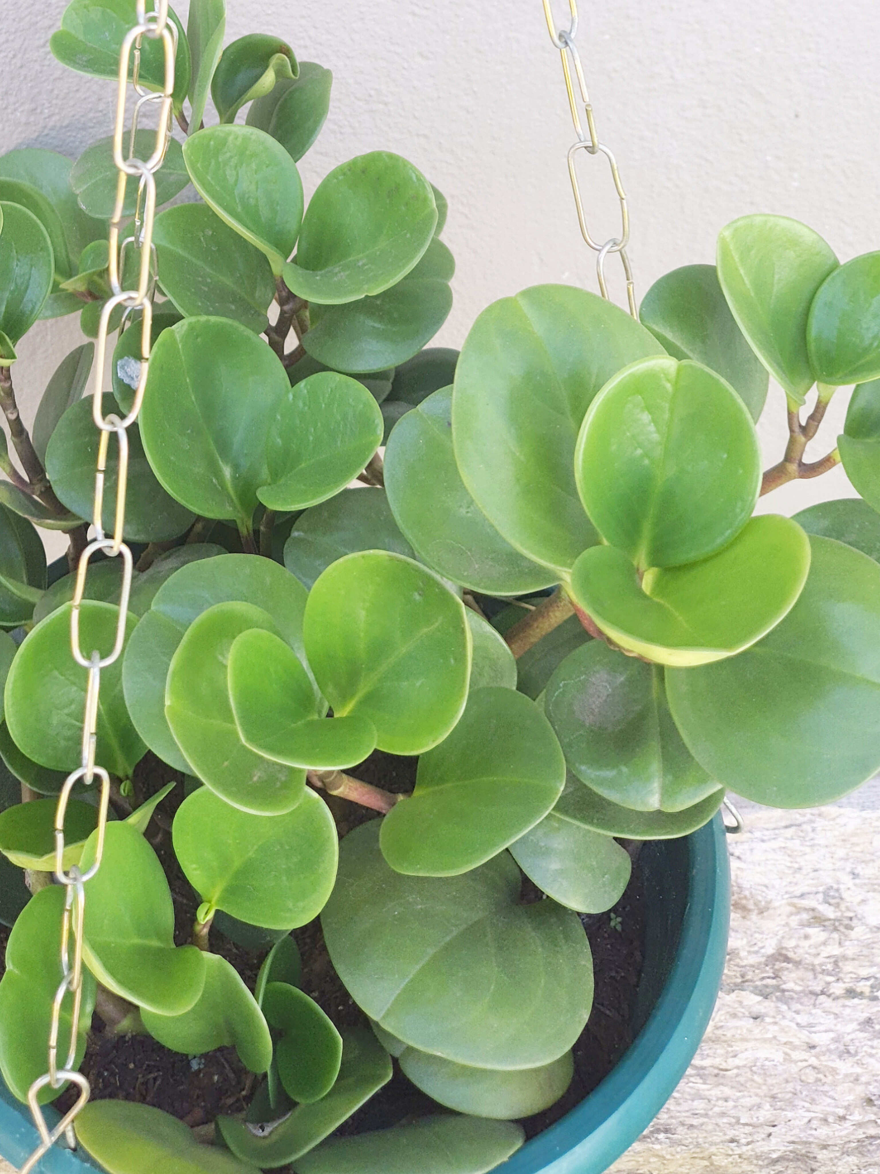 Peperomia Obtusifolia