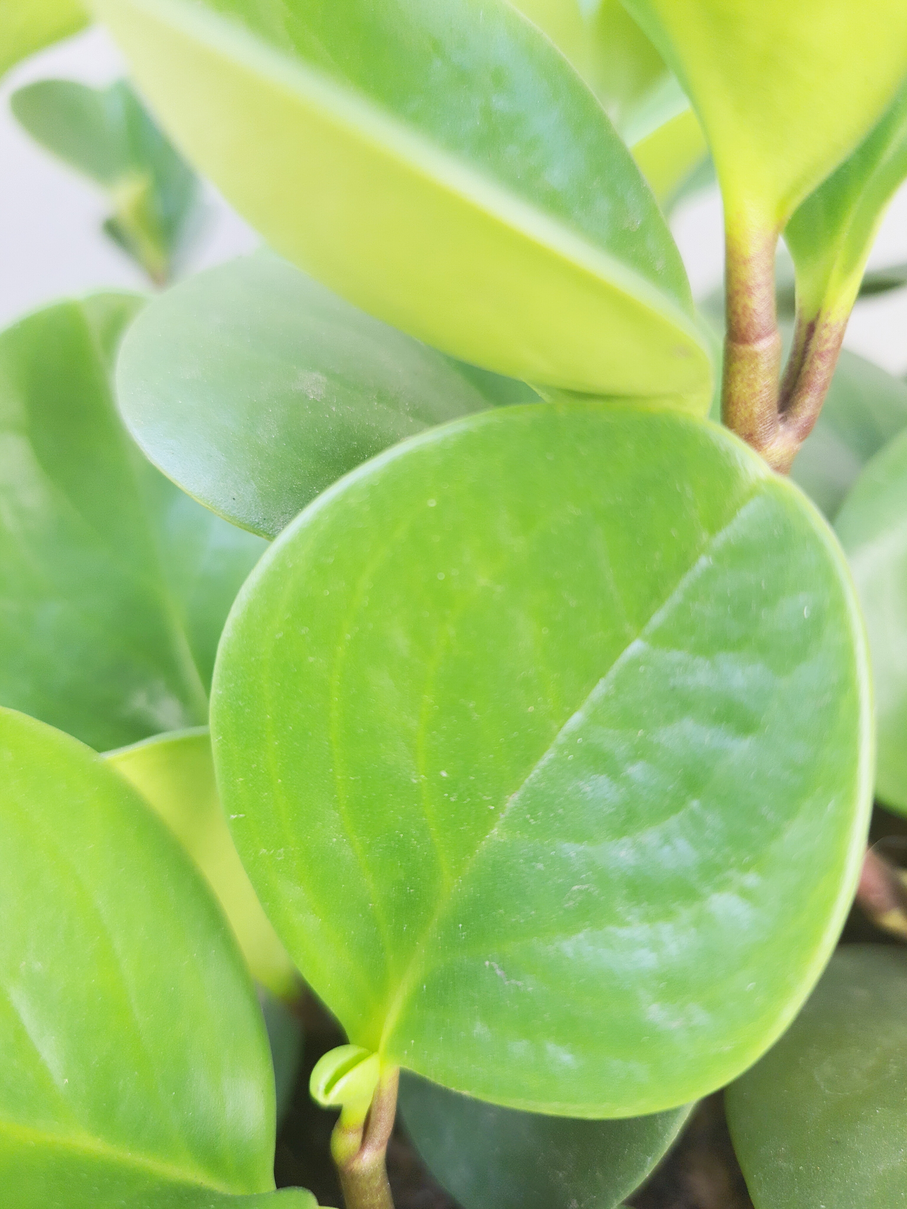 Peperomia Obtusifolia
